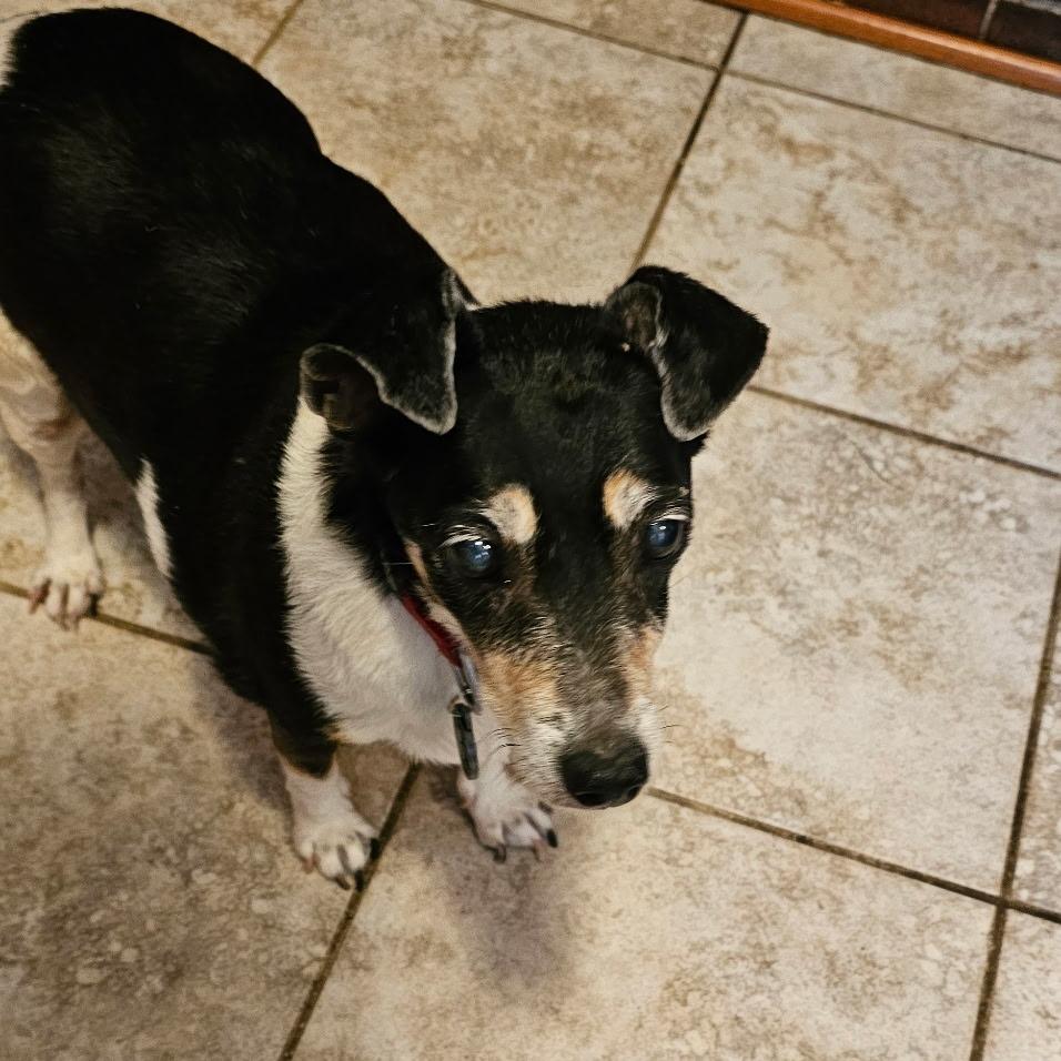 Enlarge Gladys-I'm in a foster home, Call to meet with me!, a Adoptable Jack Russell Terrier in Bristol, IN image 4/5