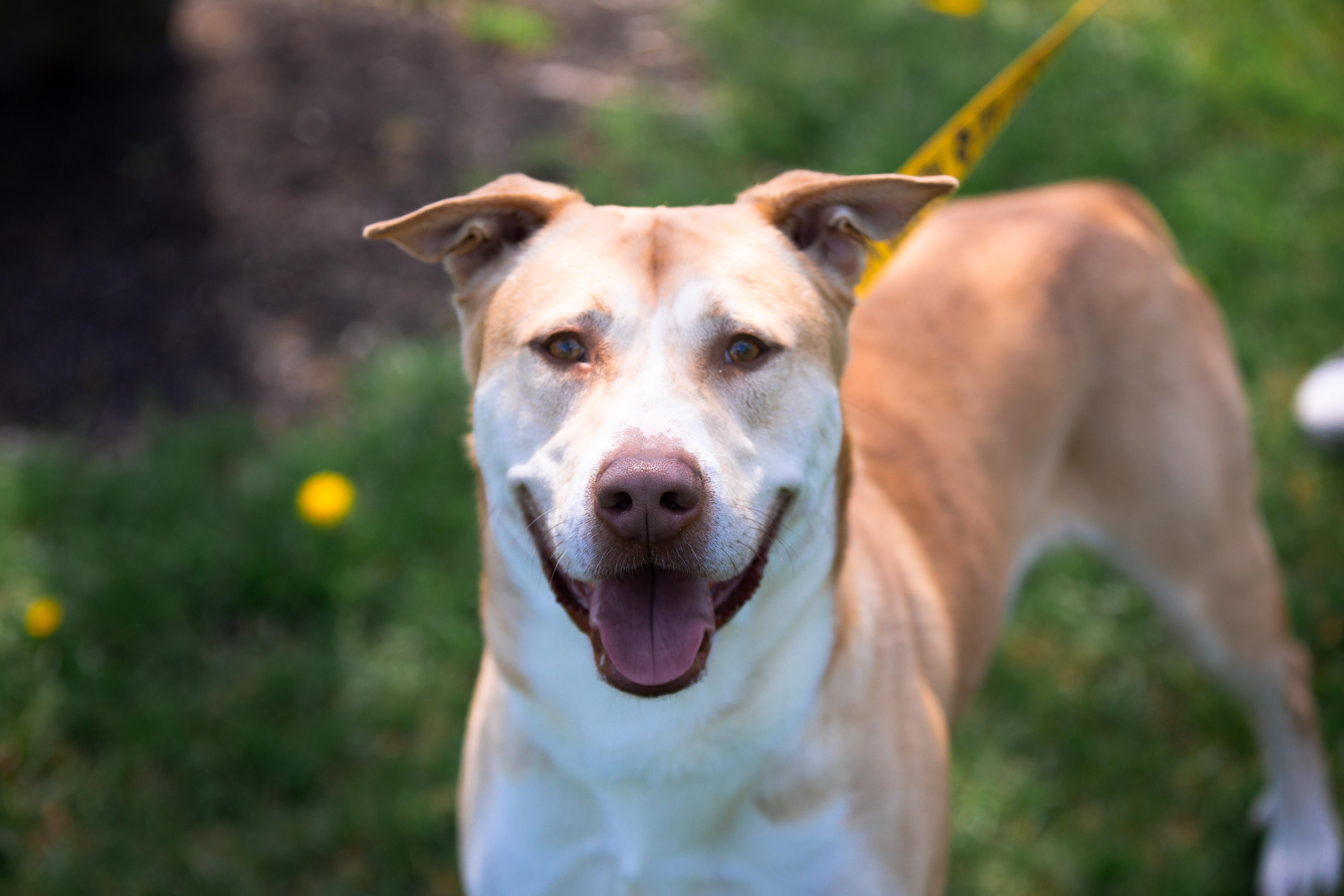 Enlarge Chip, a ADOPTABLE mixed breed in Maybrook, NY image 4/4