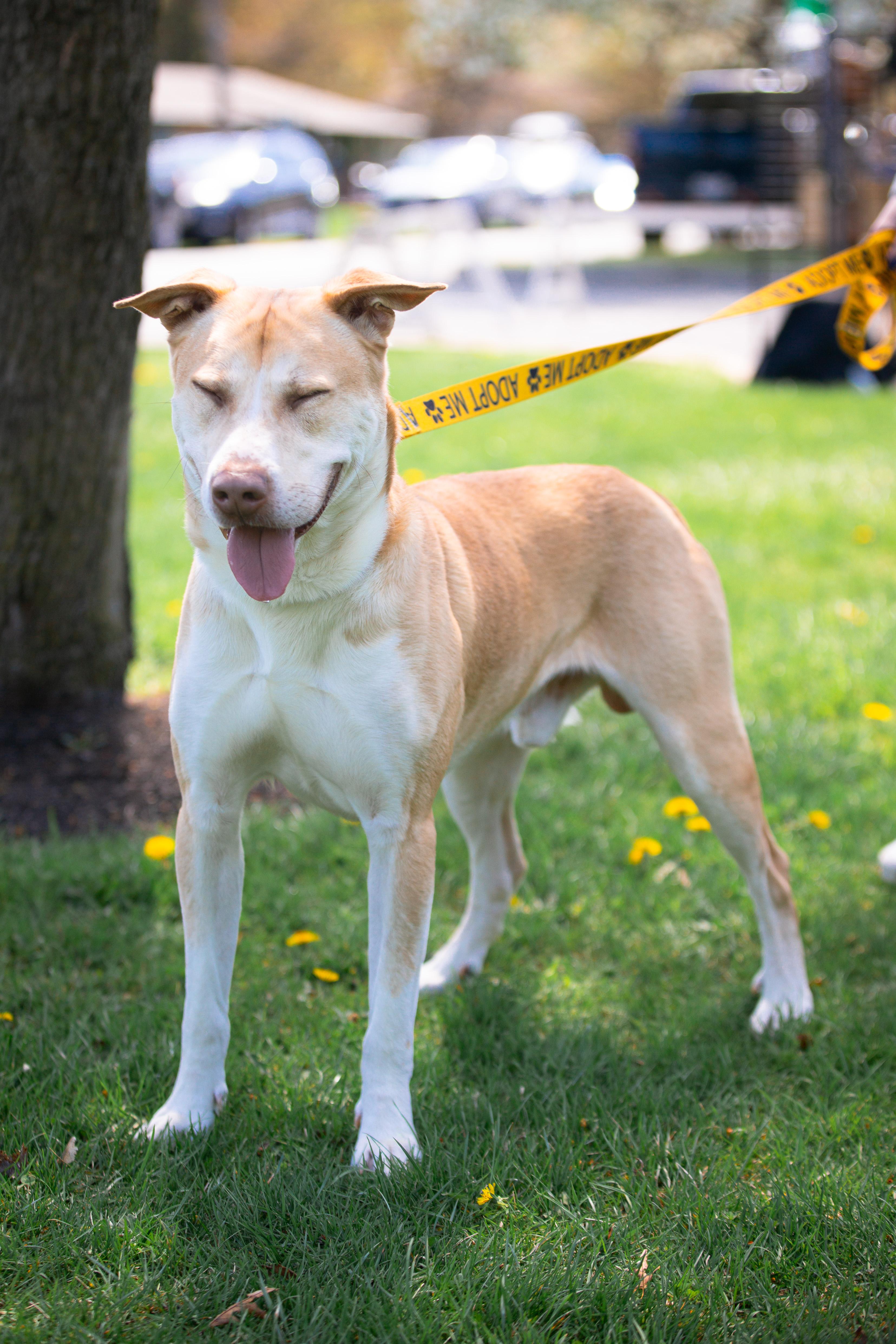 Enlarge Chip, a ADOPTABLE mixed breed in Maybrook, NY image 2/4
