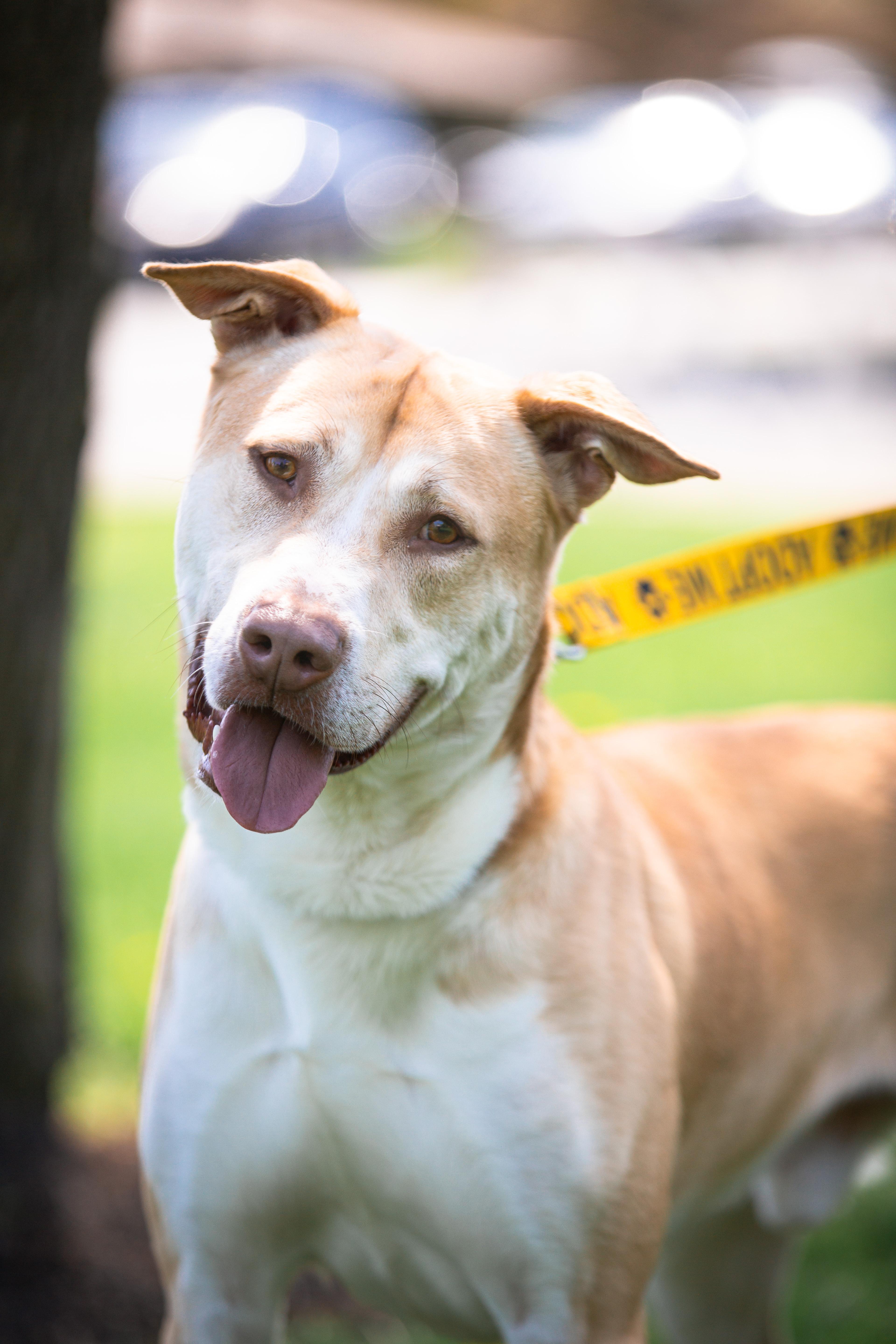 Chip, ADOPTABLE, Young Male Yellow Labrador Retriever & Husky.