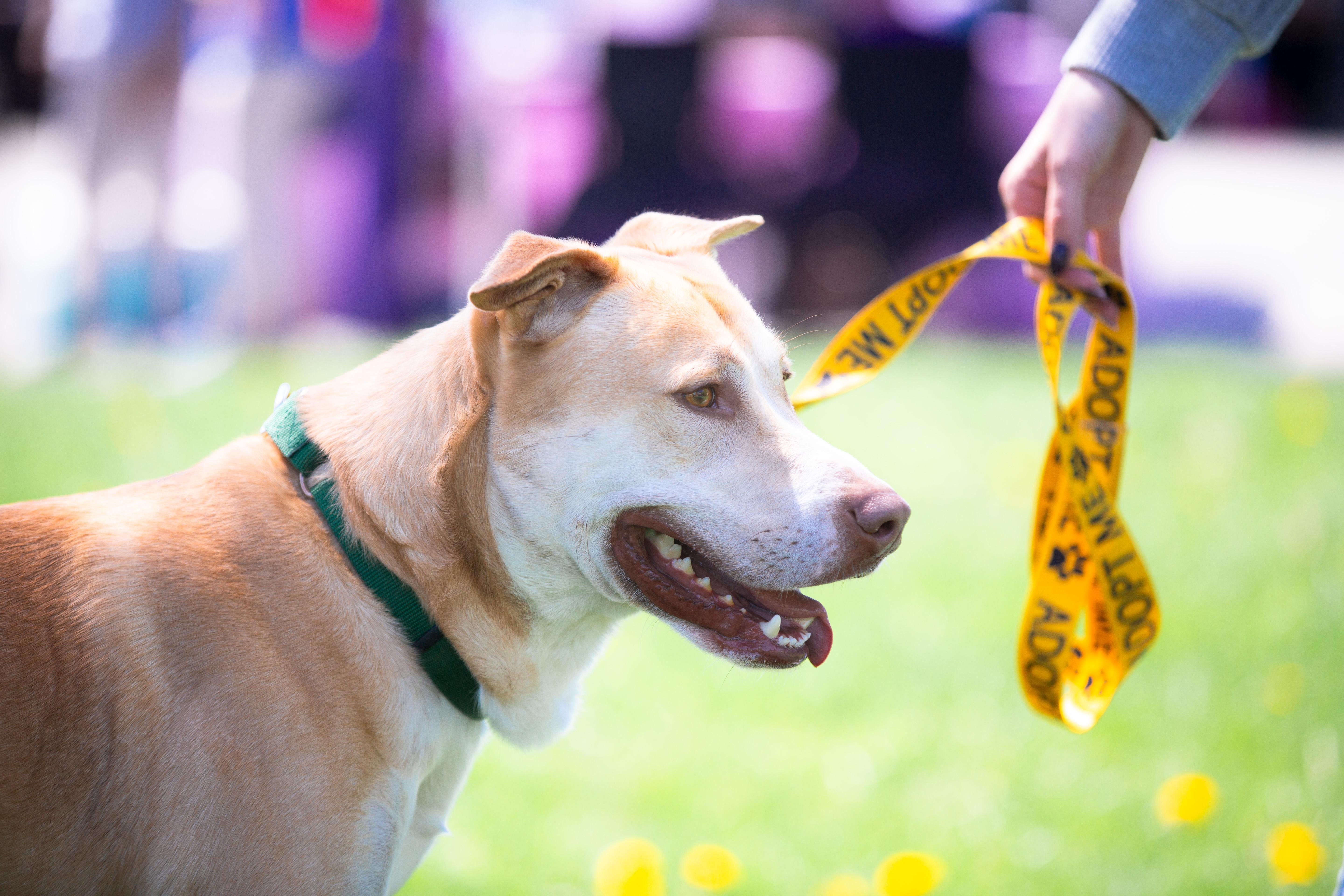 Enlarge Chip, a ADOPTABLE mixed breed in Maybrook, NY image 3/4