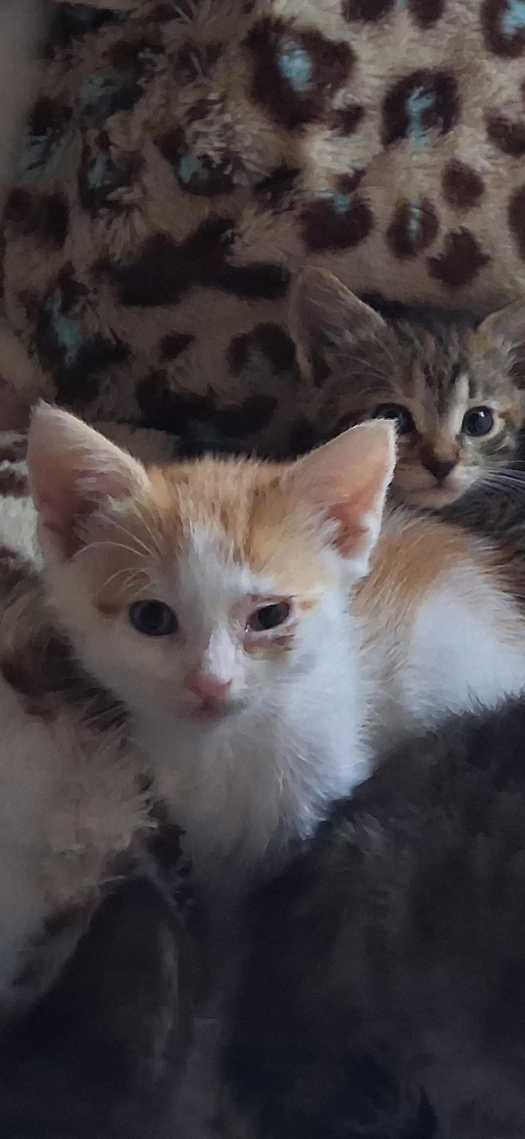 Jewels, ADOPTABLE, Kitten Female Domestic Short Hair.