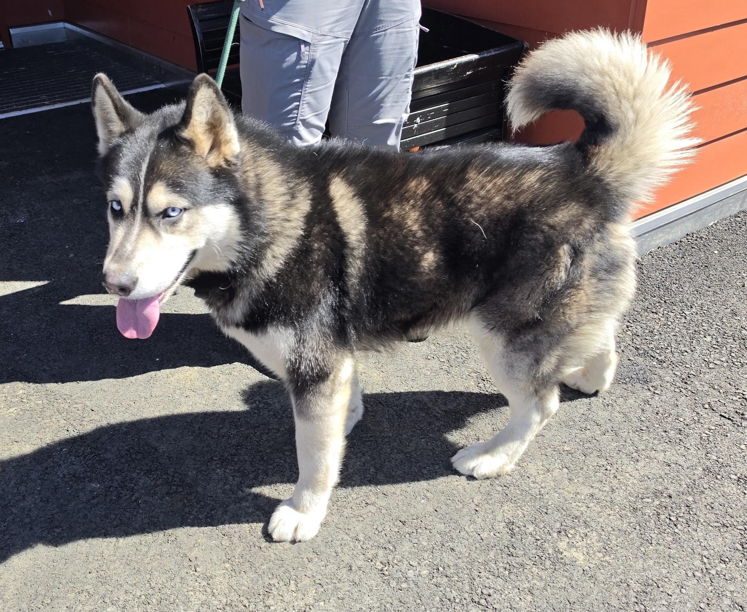 Nanook, a ADOPTABLE mixed breed in Waldport, OR image 2/2