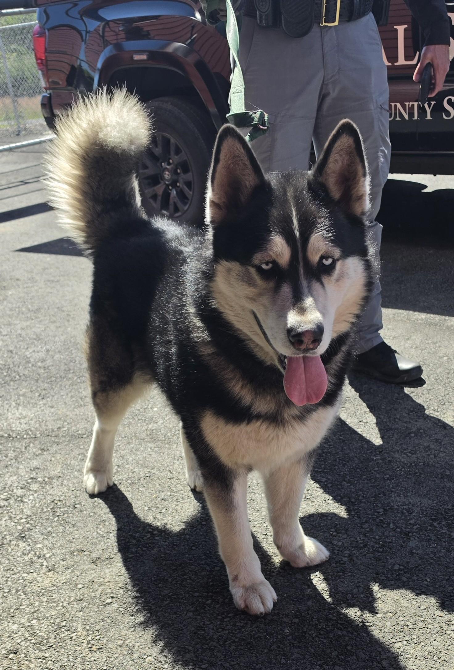 Nanook, a ADOPTABLE mixed breed in Waldport, OR image 1/2
