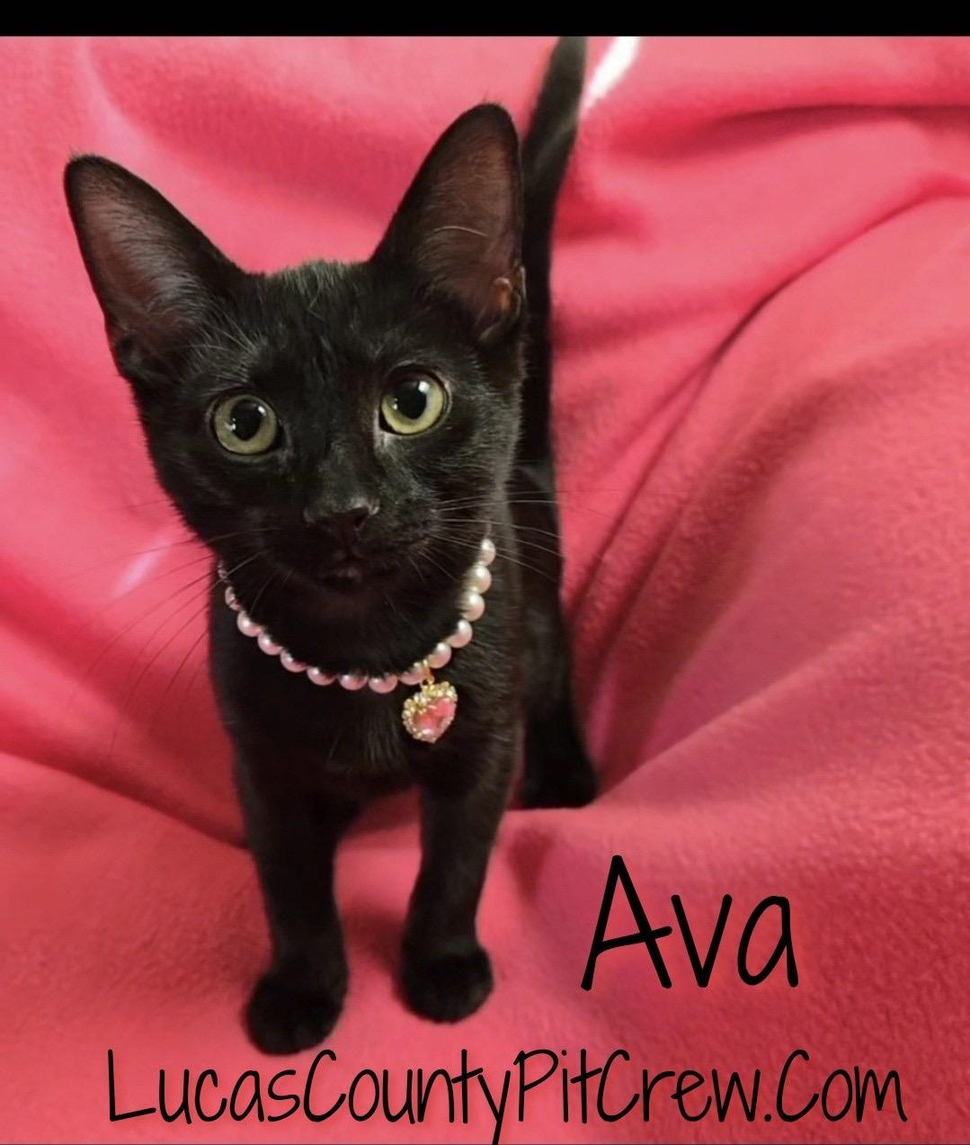 Ava