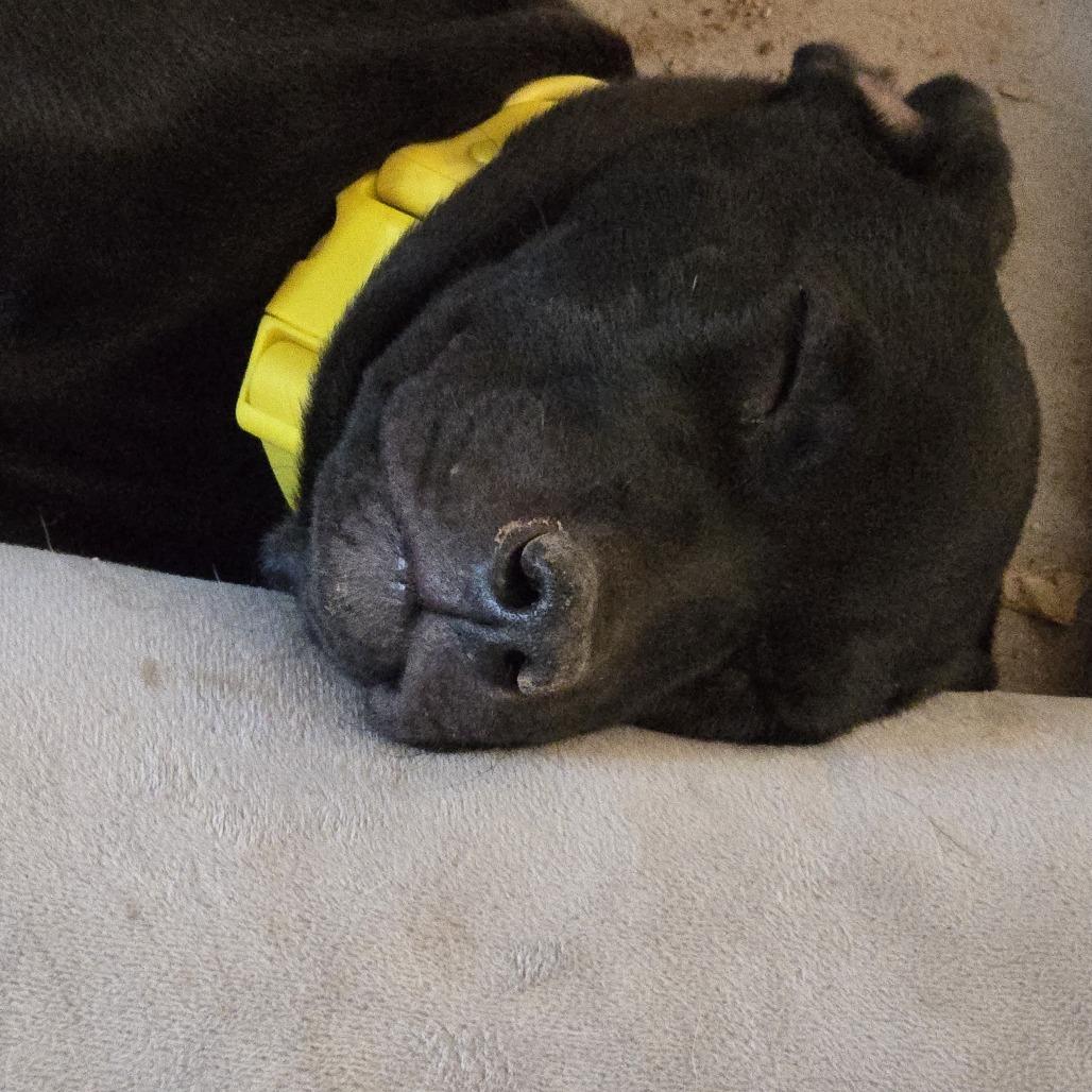 Mackenzie, Adoptable, Puppy Female Mixed Breed.
