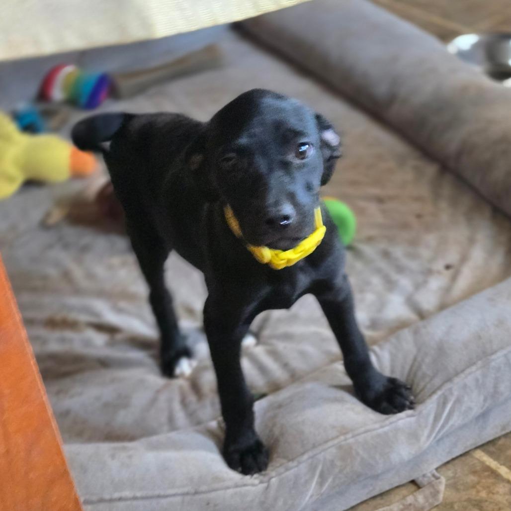 Enlarge Mackenzie, a Adoptable Mixed Breed in Moab, UT image 2/6