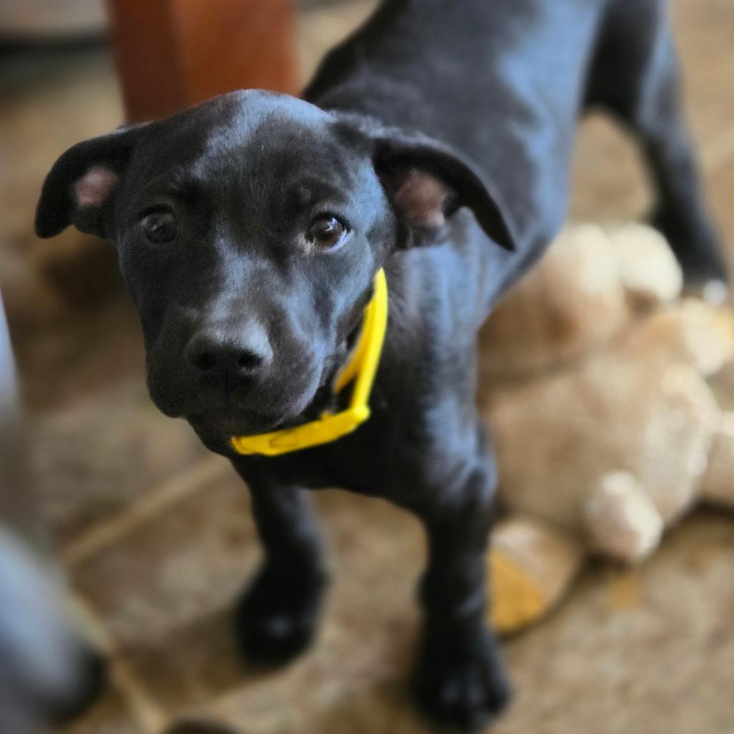 Enlarge Mackenzie, a Adoptable Mixed Breed in Moab, UT image 3/6