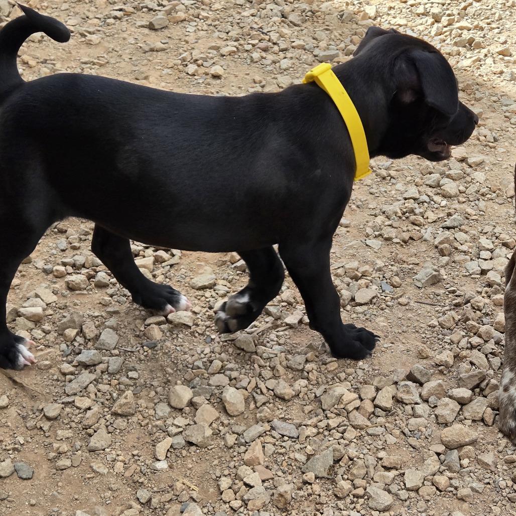 Enlarge Mackenzie, a Adoptable Mixed Breed in Moab, UT image 6/6