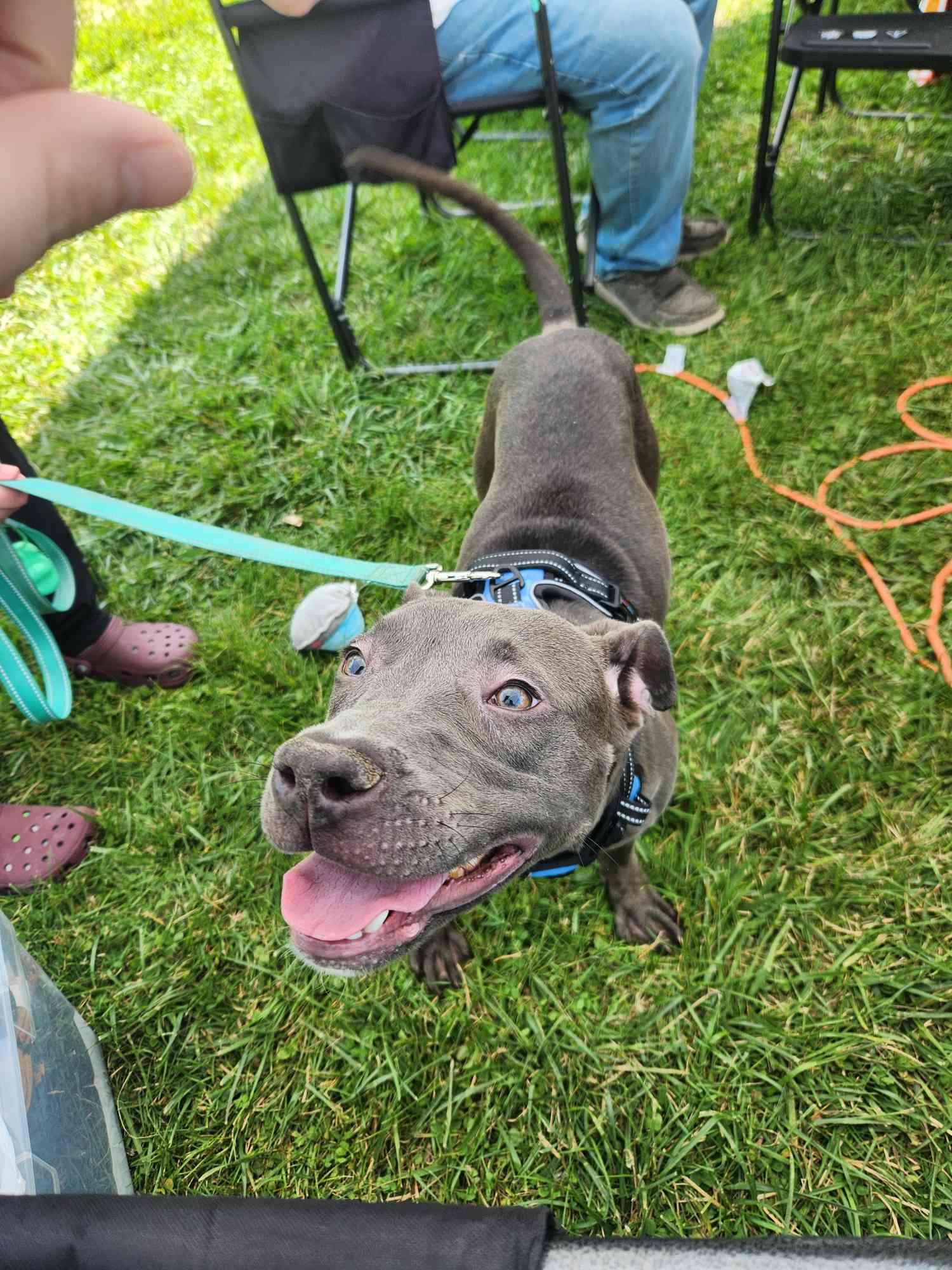 Enlarge Emmy, a Adoptable Pit Bull Terrier in Burton, MI image 1/3