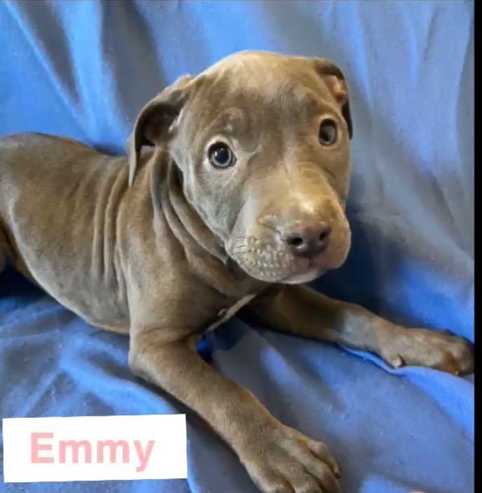 Enlarge Emmy, a Adoptable Pit Bull Terrier in Burton, MI image 2/3