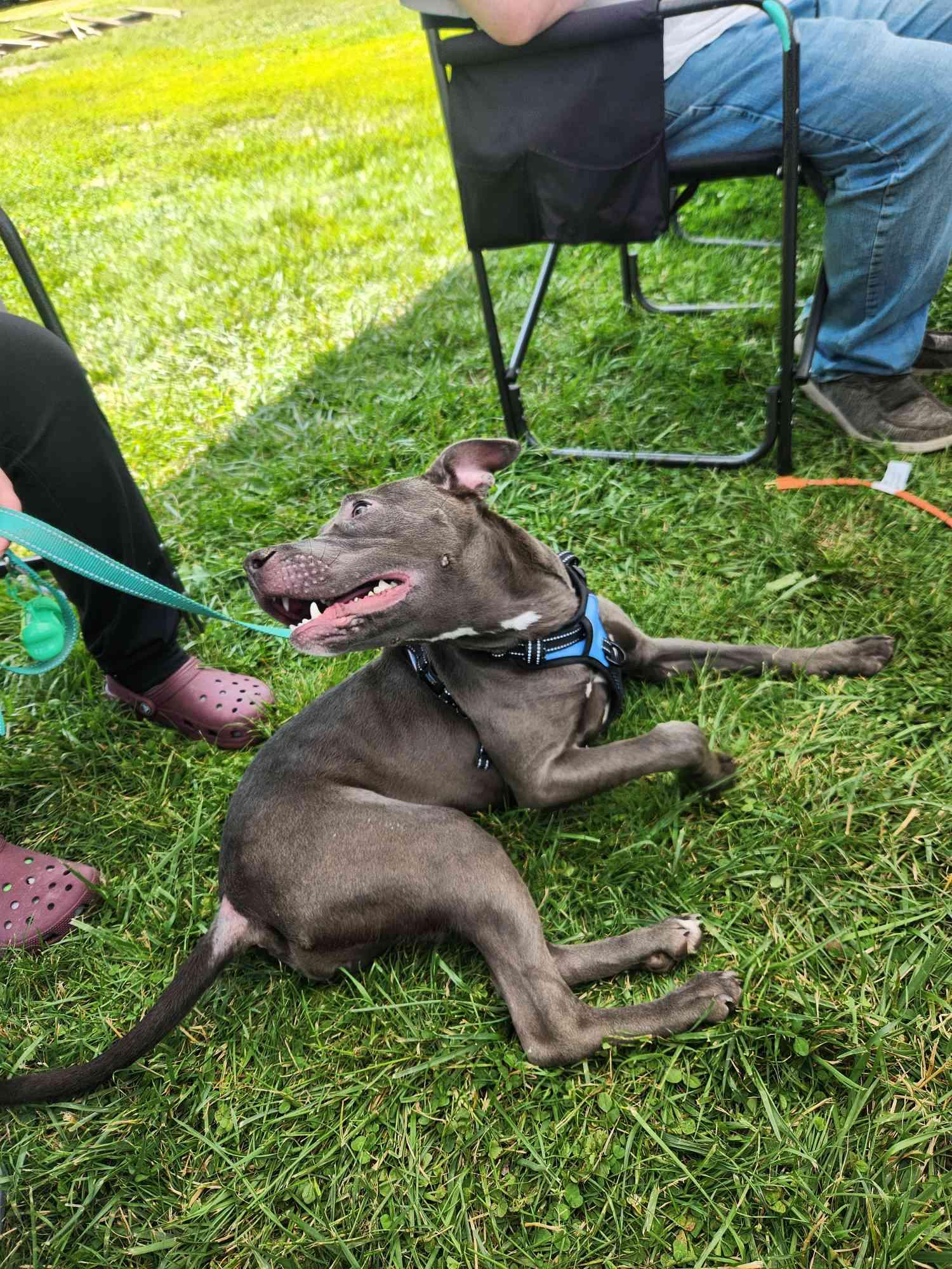 Enlarge Emmy, a Adoptable Pit Bull Terrier in Burton, MI image 3/3