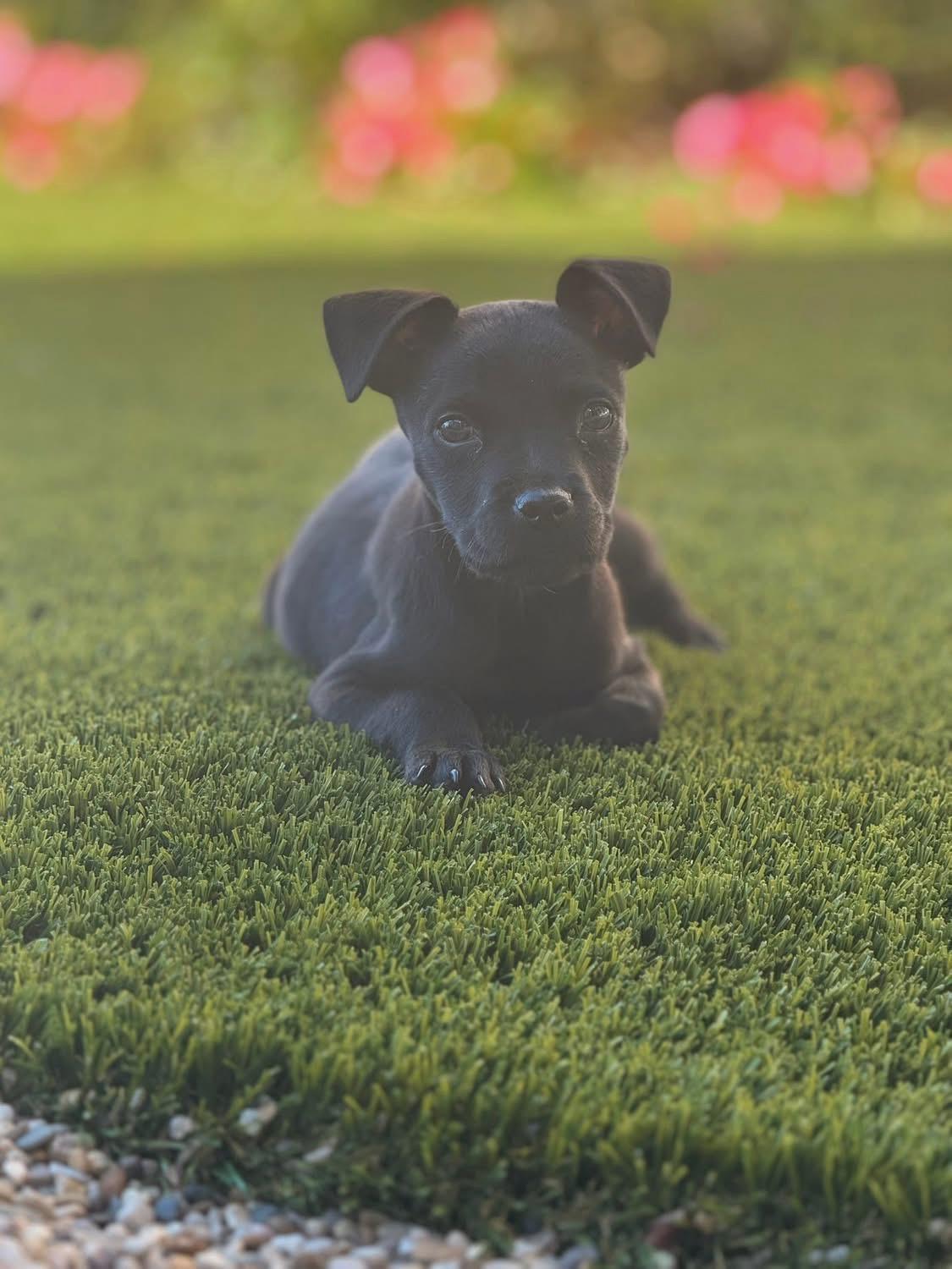 Dresden, a Adoptable mixed breed in Mount Juliet, TN image 2/6