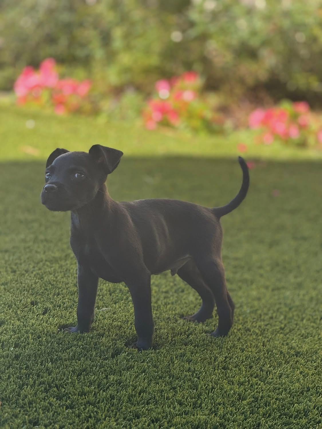 Dresden, a Adoptable mixed breed in Mount Juliet, TN image 3/6