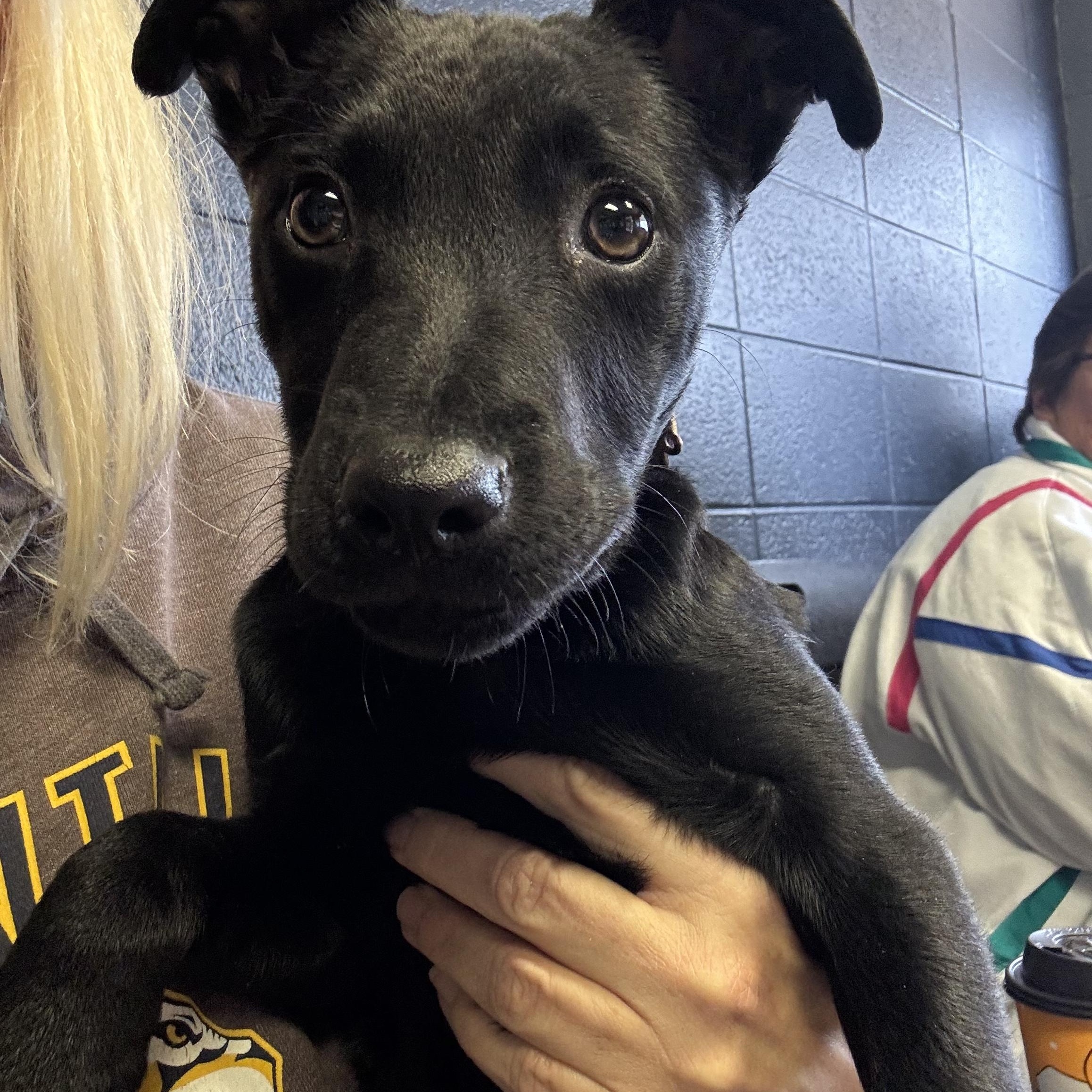 Dresden, a Adoptable mixed breed in Mount Juliet, TN image 4/6