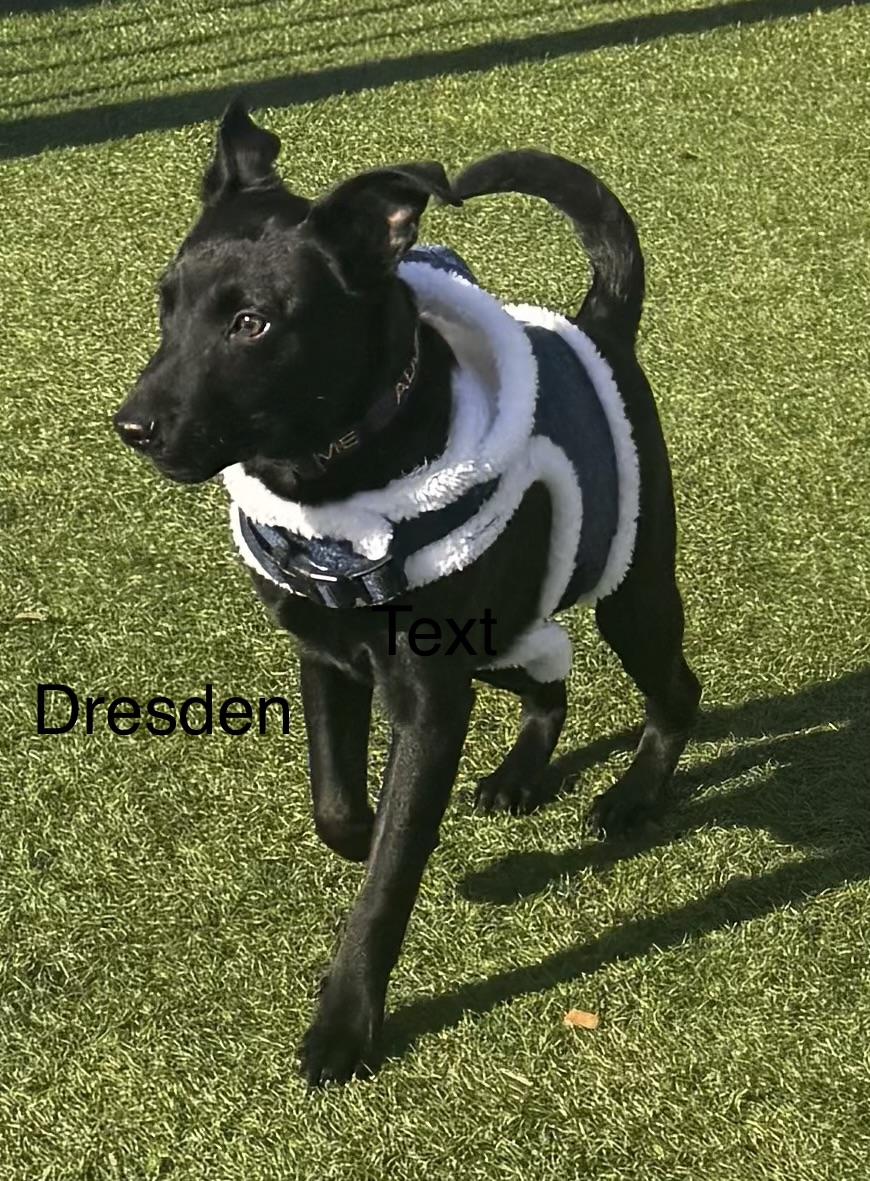 Dresden, Adoptable, Puppy Male American Staffordshire Terrier & Black Labrador Retriever.