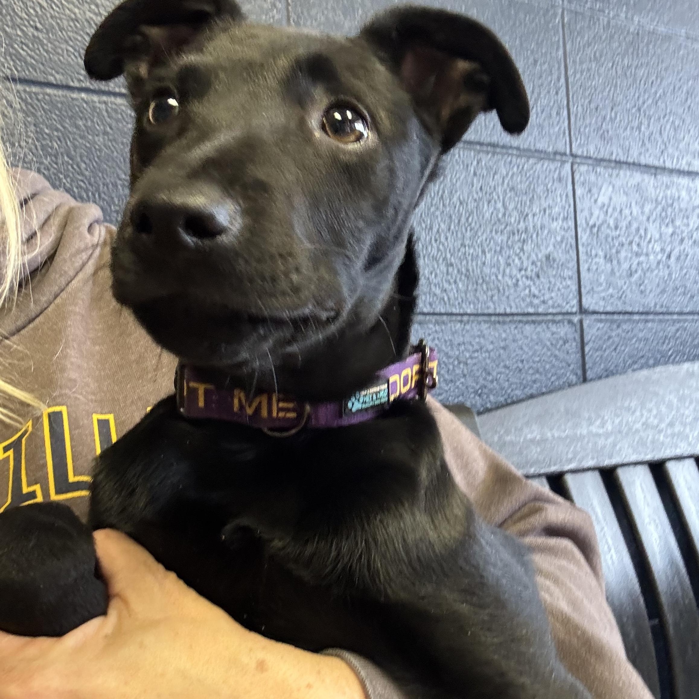 Dresden, a Adoptable mixed breed in Mount Juliet, TN image 5/6