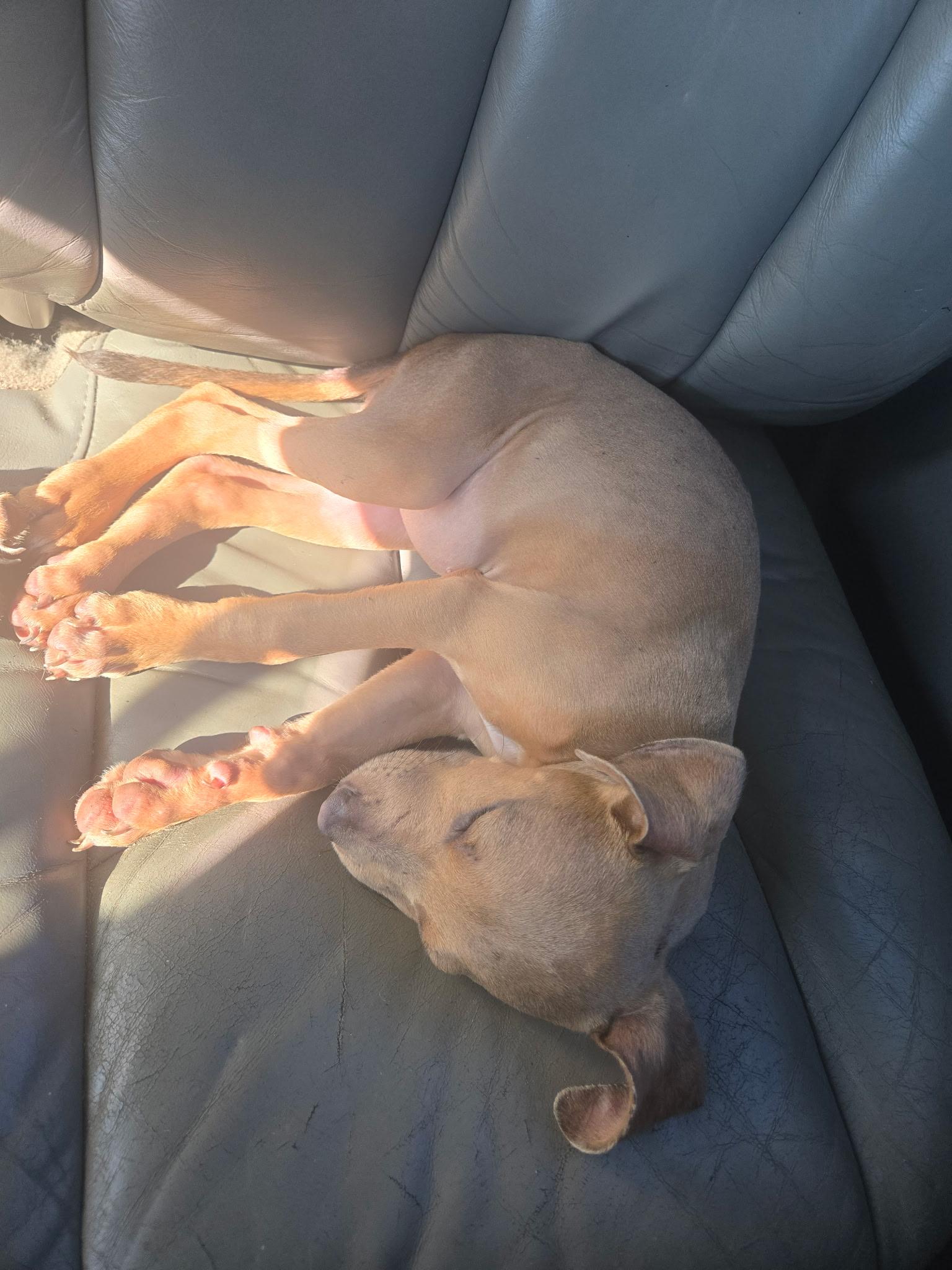 Betsy Ross (Betsy), a ADOPTABLE mixed breed in Amelia, OH image 3/5