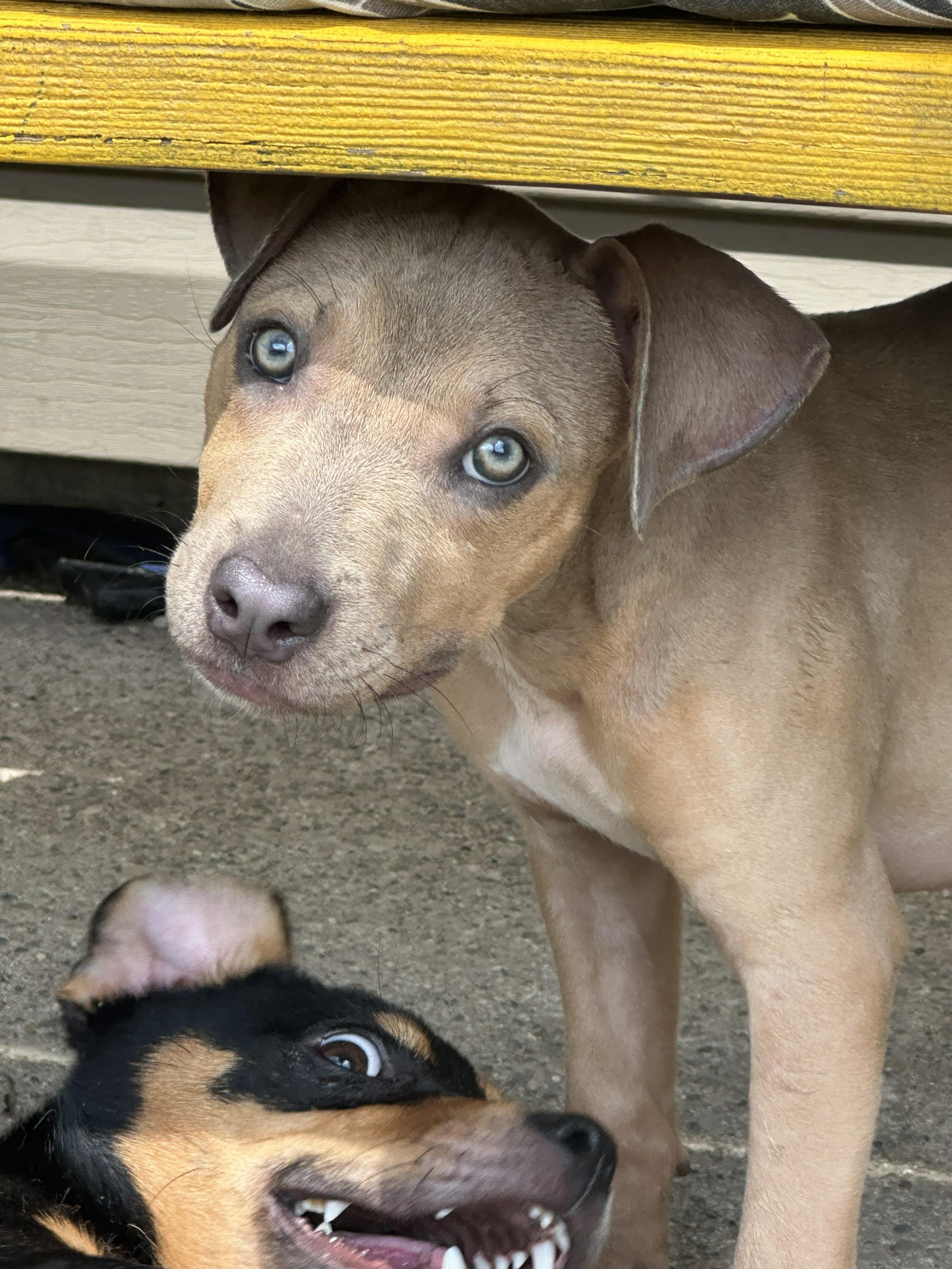 Betsy Ross (Betsy), a ADOPTABLE mixed breed in Amelia, OH image 2/5