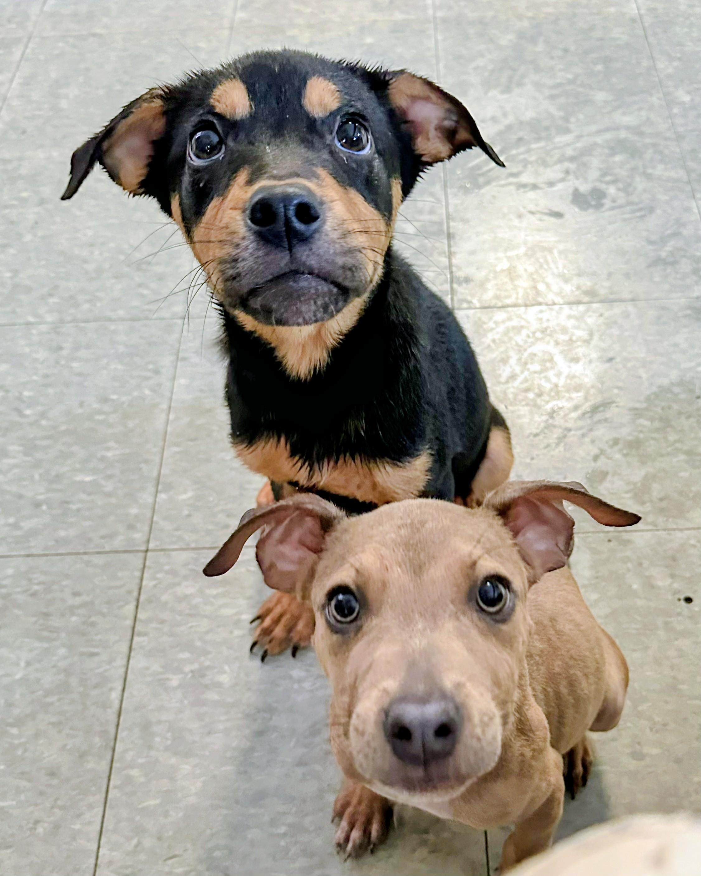 Betsy Ross (Betsy), a ADOPTABLE mixed breed in Amelia, OH image 5/5
