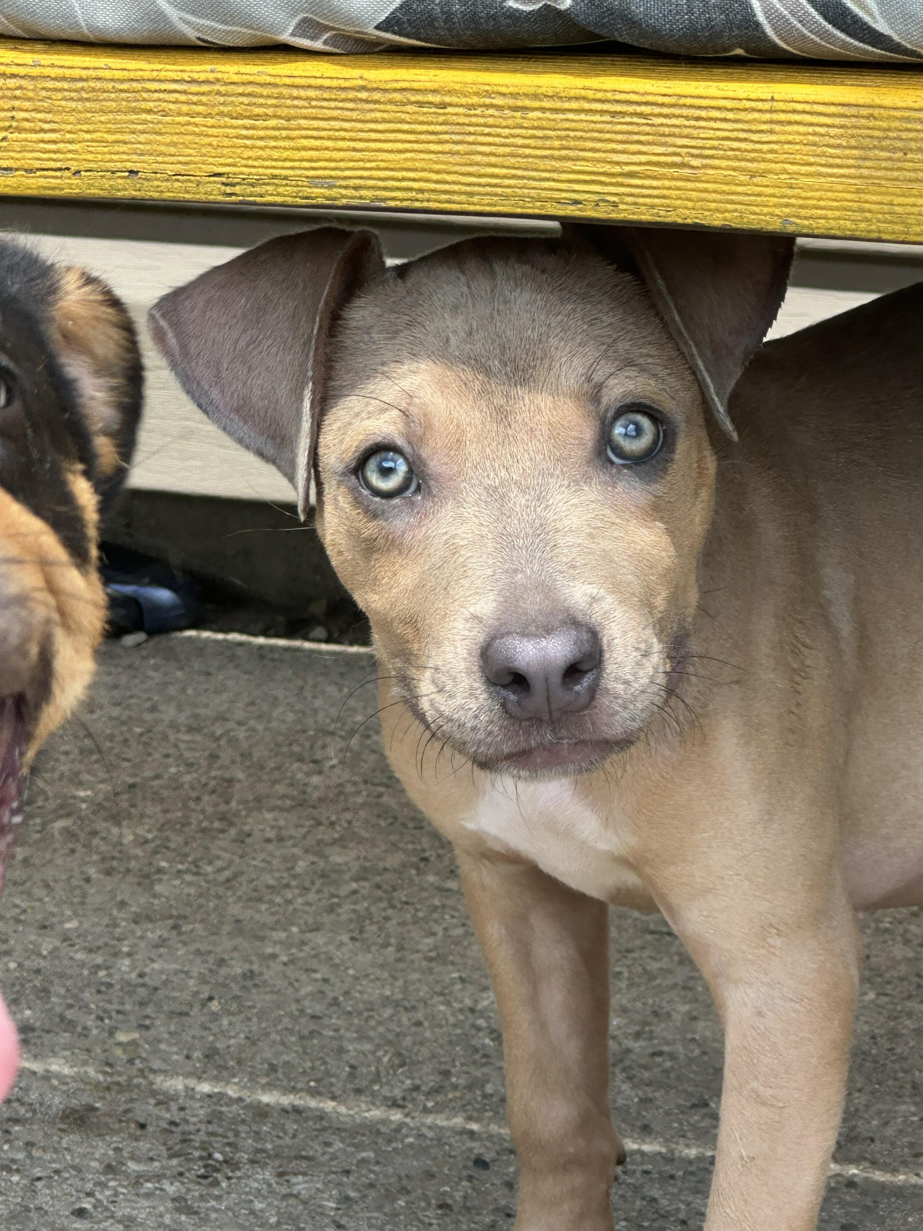 Betsy Ross (Betsy), a ADOPTABLE mixed breed in Amelia, OH image 4/5