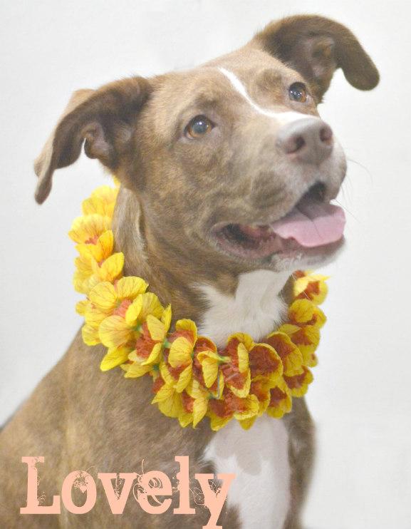 Lovey, Adoptable, Adult Female Labrador Retriever.