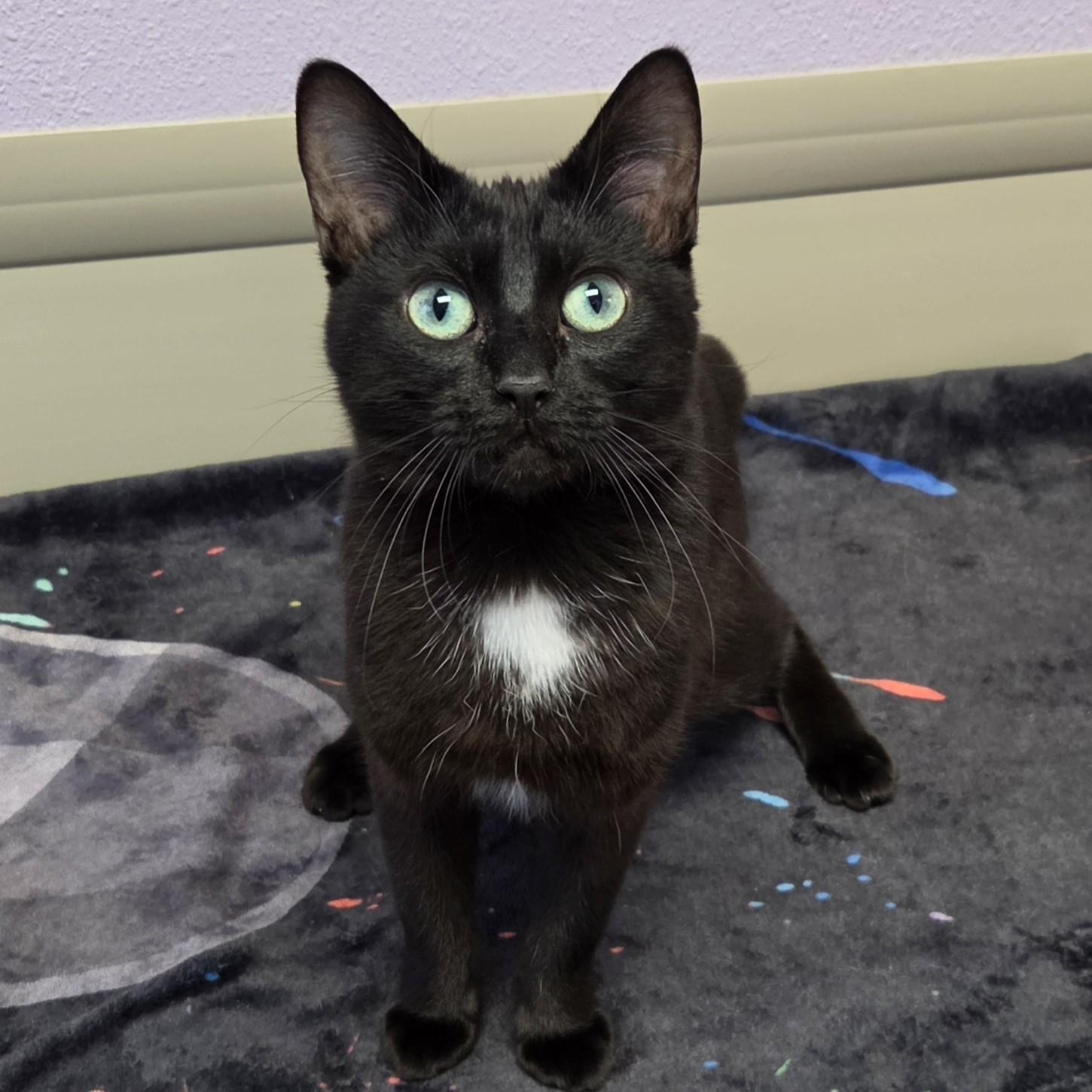 Lorelei, ADOPTABLE, Young Female Domestic Short Hair.