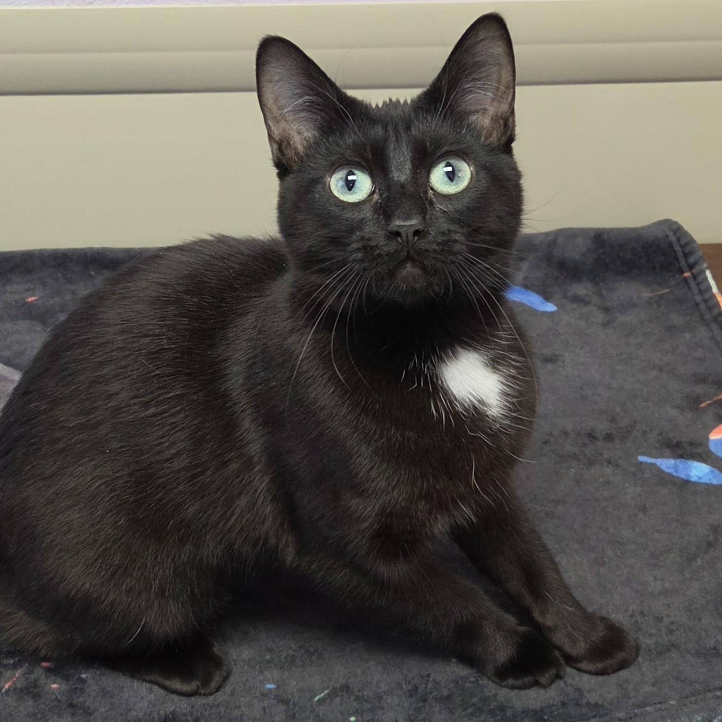 Enlarge Lorelei, a ADOPTABLE Domestic Short Hair in Marshfield, WI image 3/6