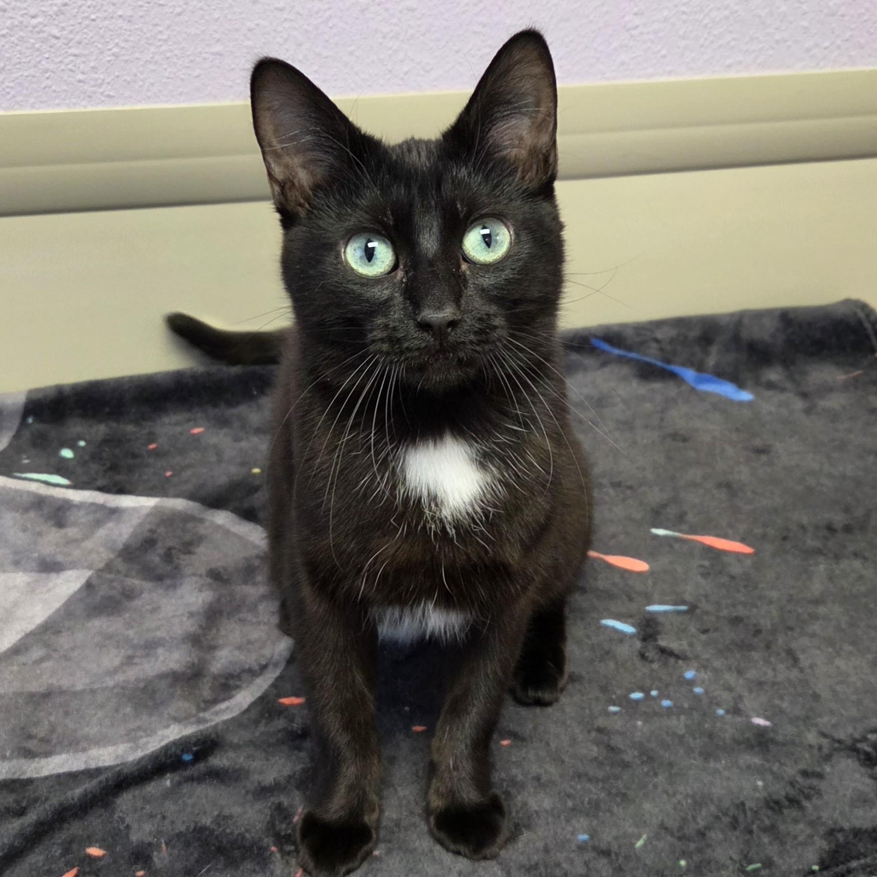 Enlarge Lorelei, a ADOPTABLE Domestic Short Hair in Marshfield, WI image 4/6