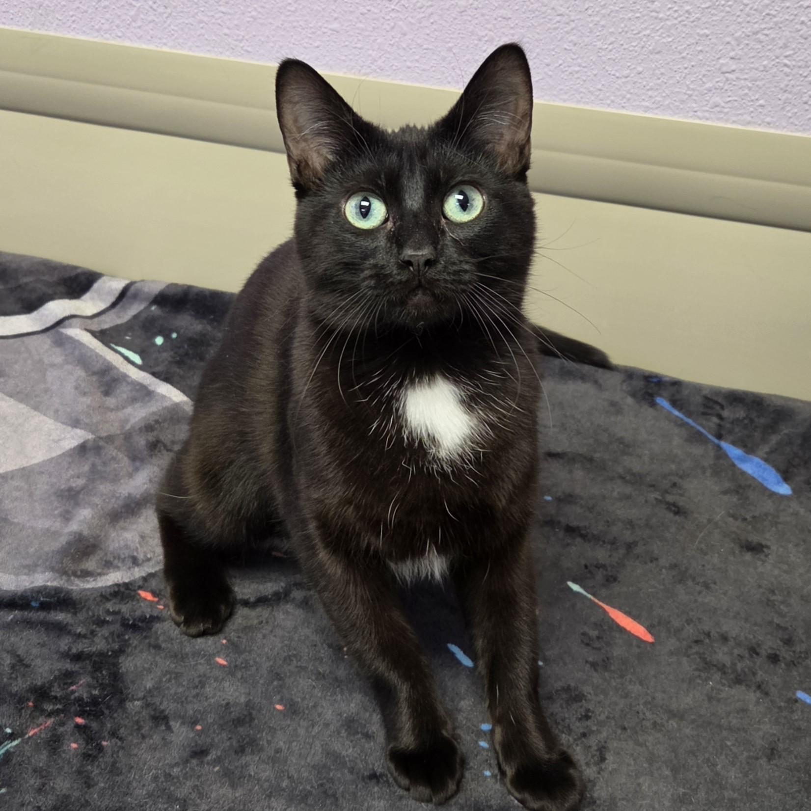 Enlarge Lorelei, a ADOPTABLE Domestic Short Hair in Marshfield, WI image 2/6