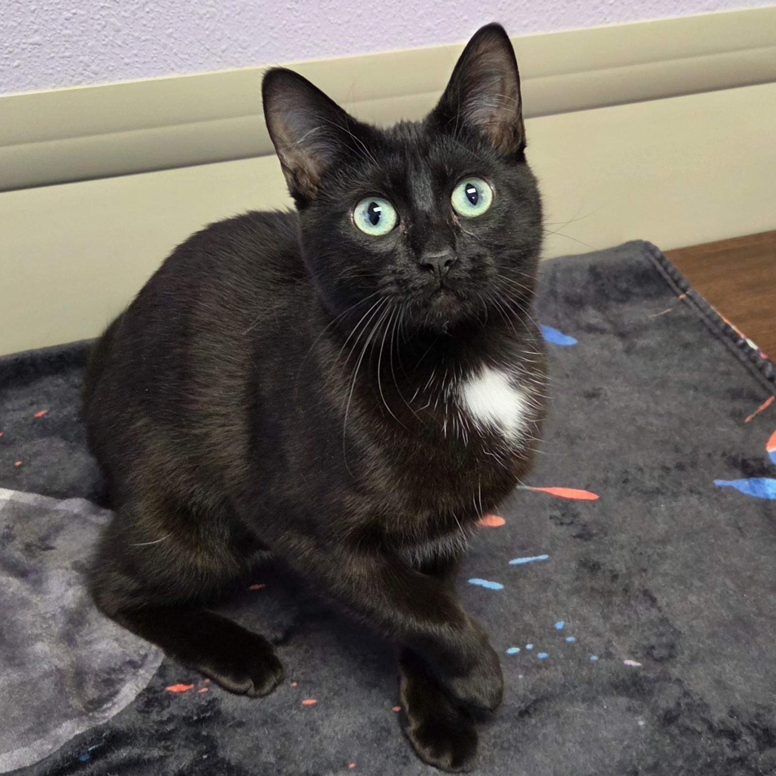 Enlarge Lorelei, a ADOPTABLE Domestic Short Hair in Marshfield, WI image 5/6