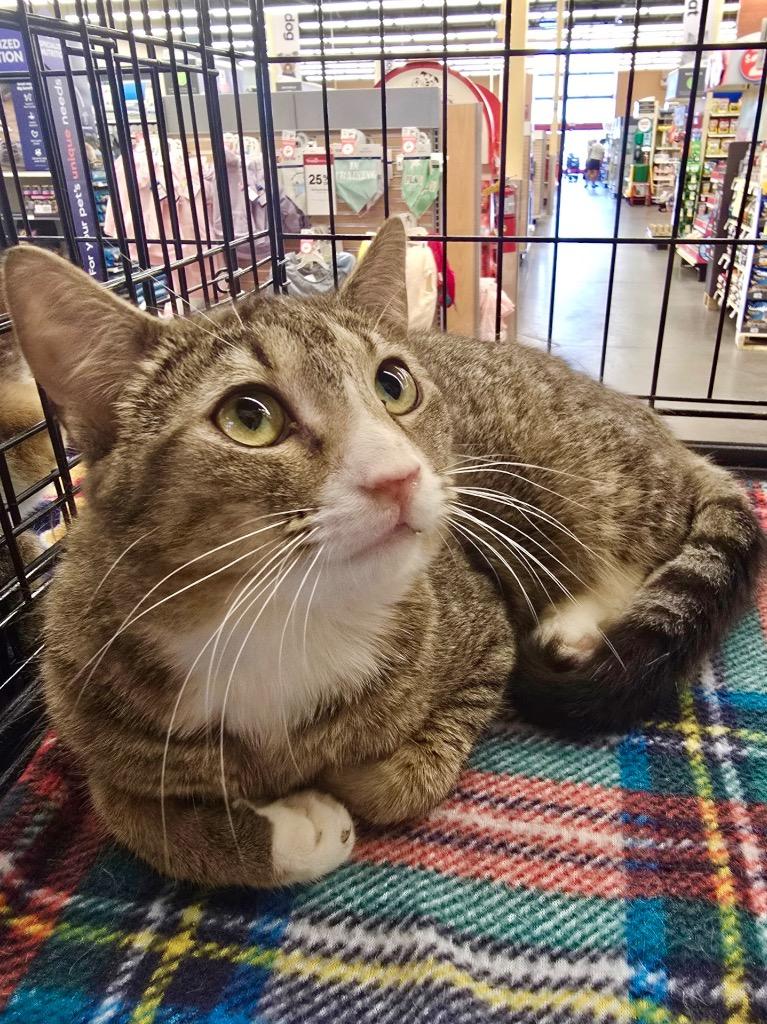 Davis, Adoptable, Kitten Male Domestic Short Hair.