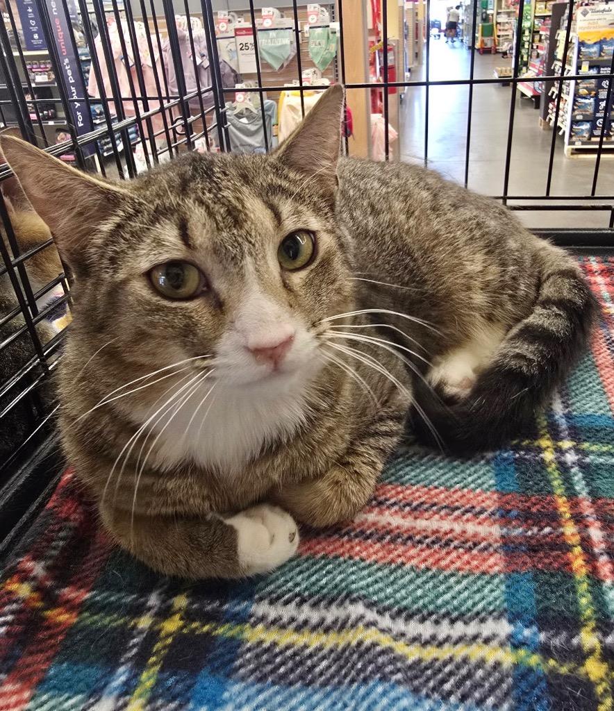 Enlarge Davis, a Adoptable mixed breed in Cumming, GA image 2/2