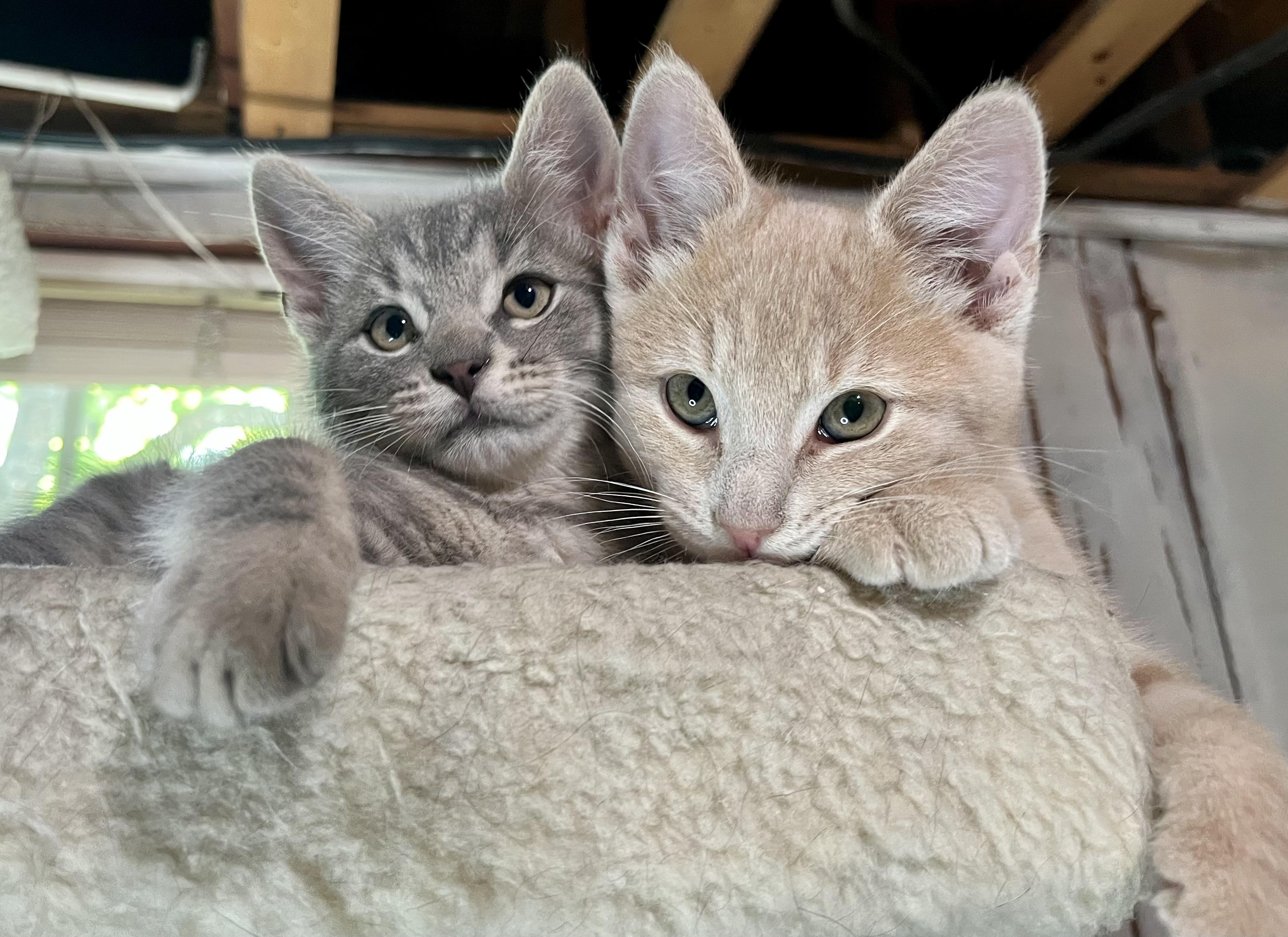 Dewy and Sunny, a ADOPTABLE mixed breed in Rocky Hill, CT image 2/2