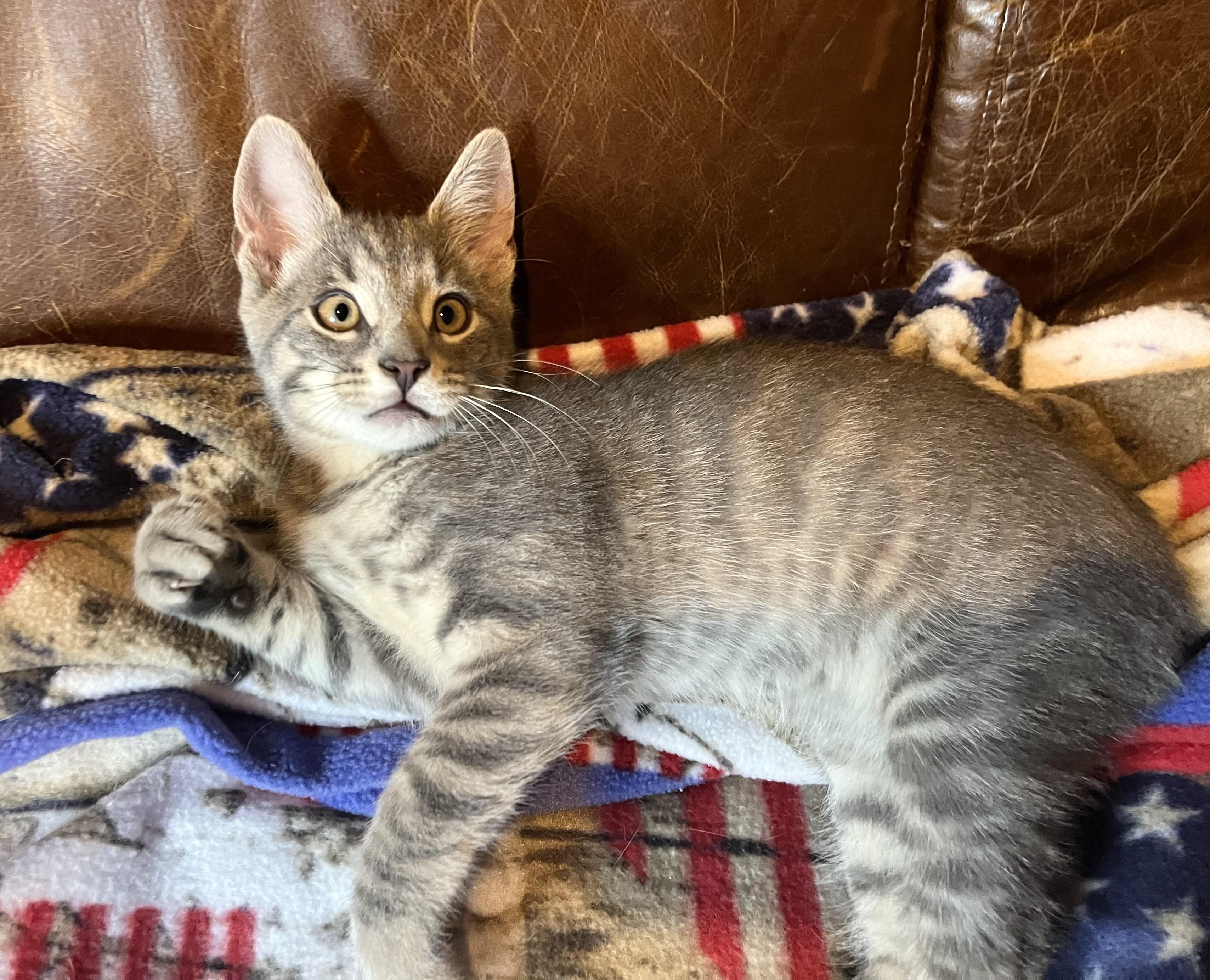 Dewy and Sunny, a ADOPTABLE mixed breed in Rocky Hill, CT image 5/6