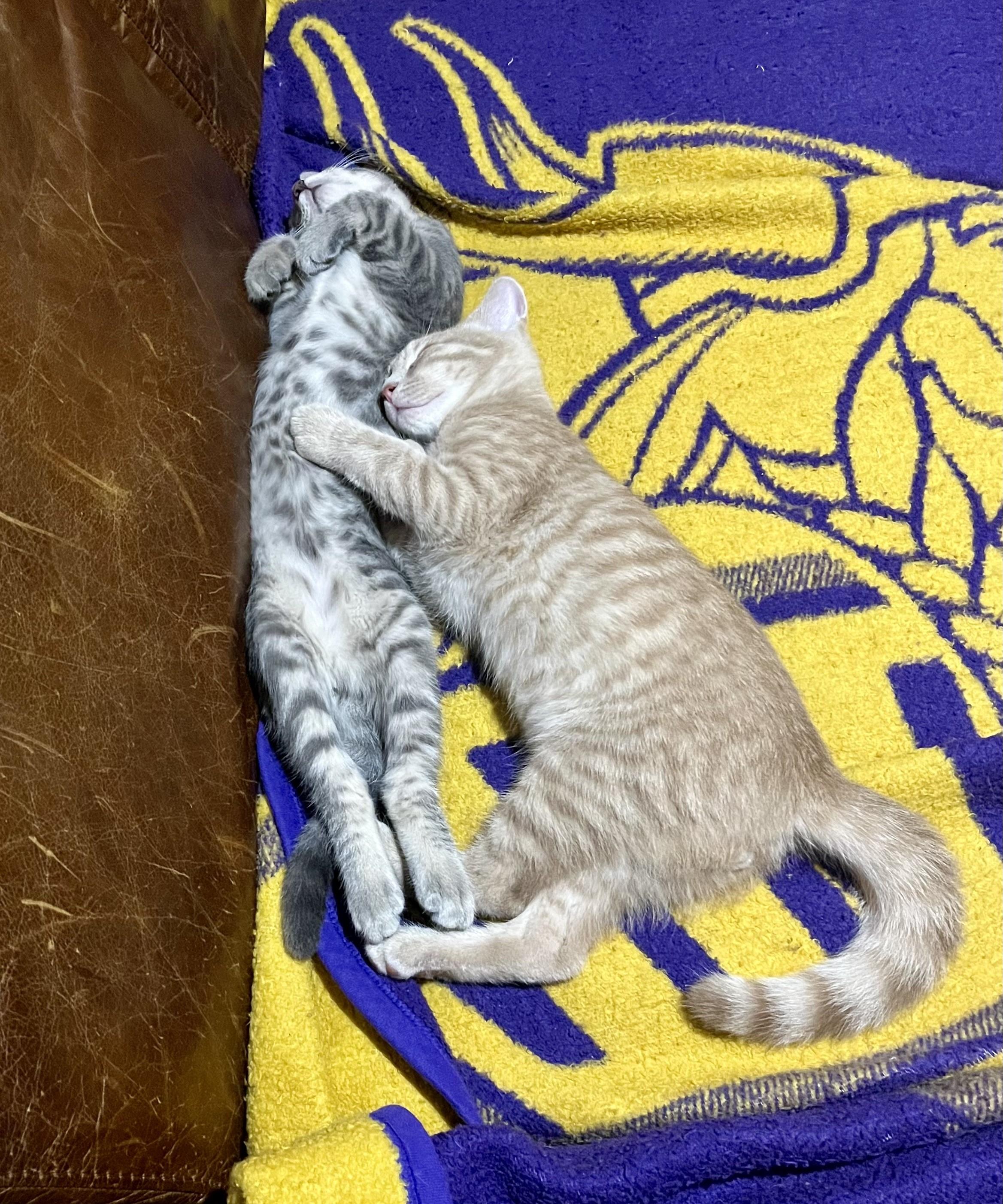 Dewy and Sunny, a ADOPTABLE mixed breed in Rocky Hill, CT image 4/6