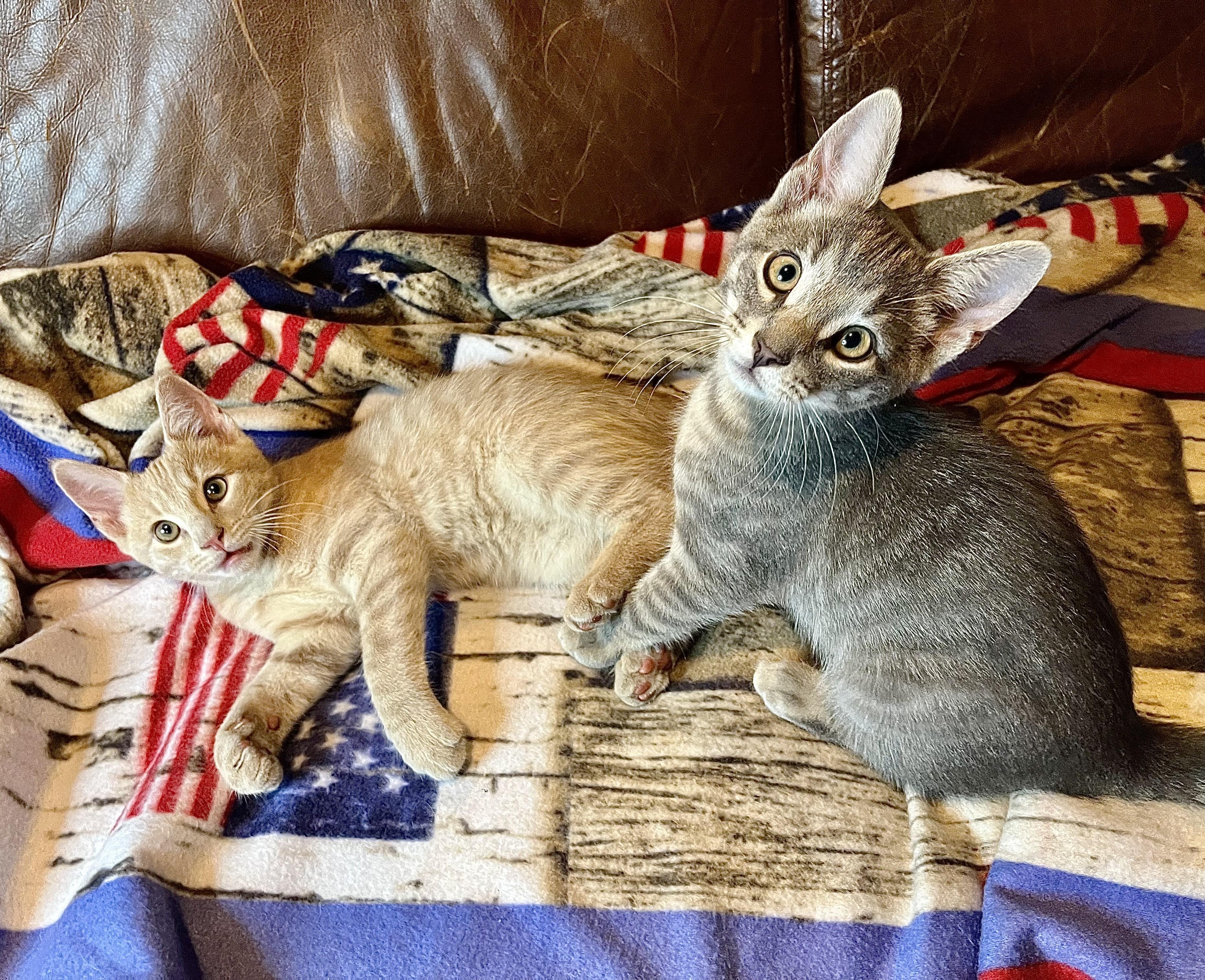 Dewy and Sunny, ADOPTABLE, Kitten Male Domestic Short Hair.