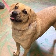 Coco Pickle, Adoptable, Adult Female Labrador Retriever & Mixed Breed.