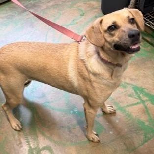 Enlarge Coco Pickle, a Adoptable mixed breed in Novelty, OH image 2/2