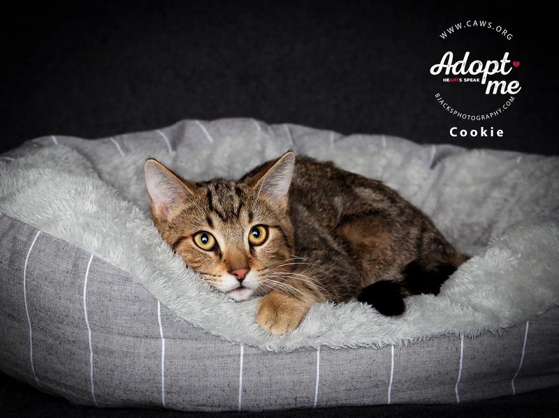 Cookie, a Adoptable mixed breed in Salt Lake City, UT image 1/2