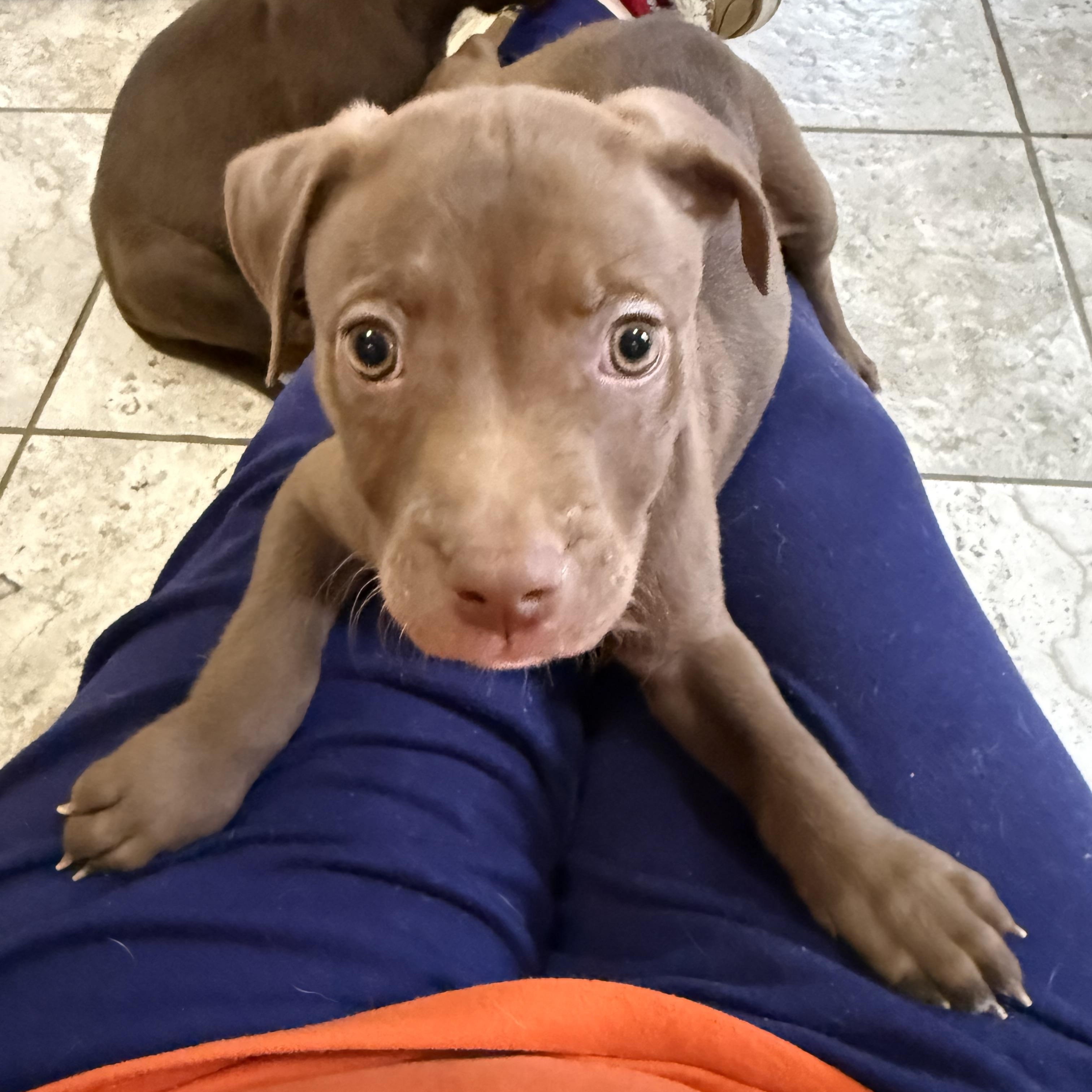 Enlarge Ichabod, a Adoptable mixed breed in Kentwood, MI image 5/5