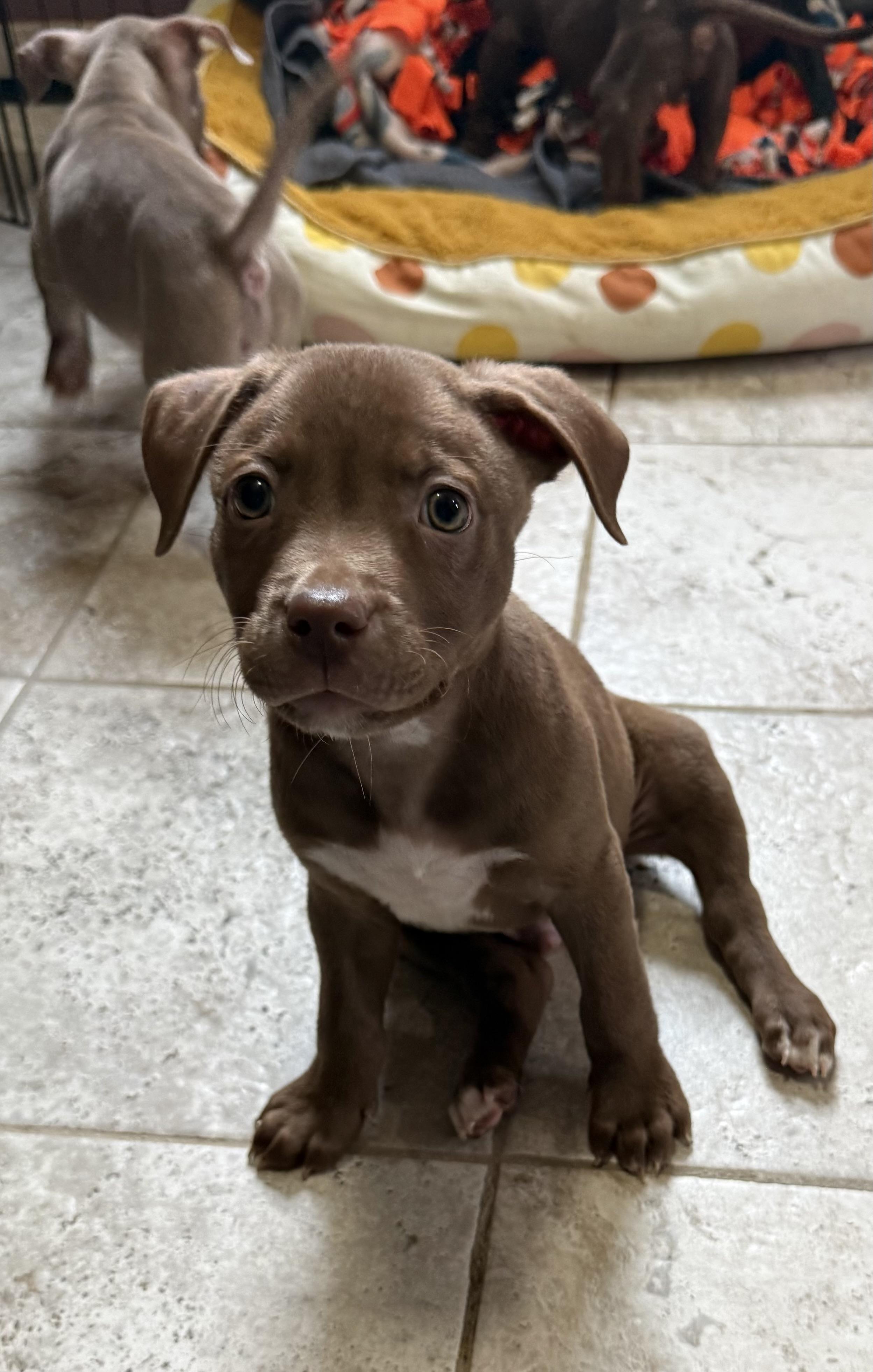 Ichabod, Adoptable, Puppy Male Terrier & Labrador Retriever.