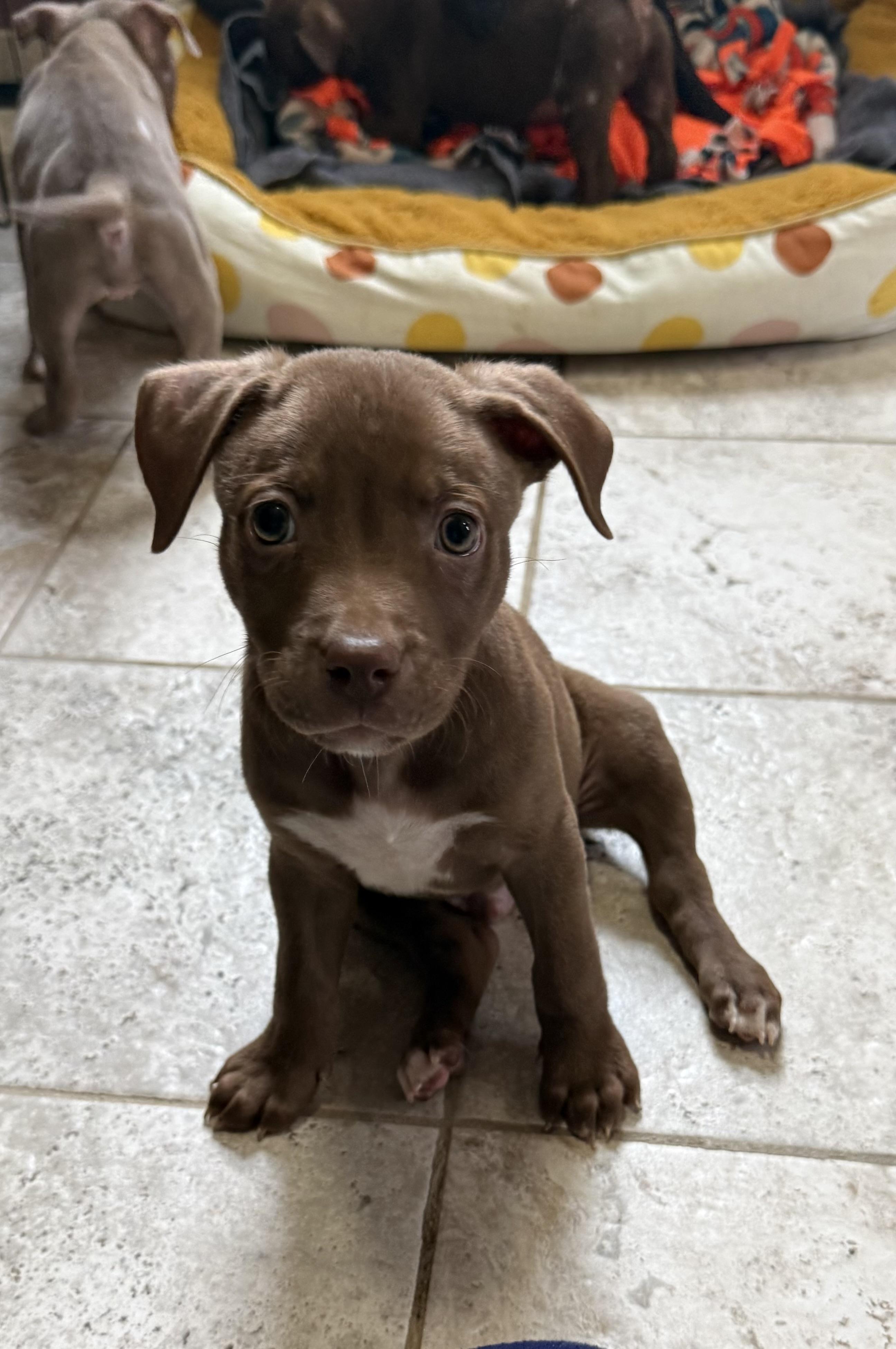 Enlarge Ichabod, a Adoptable mixed breed in Kentwood, MI image 2/5