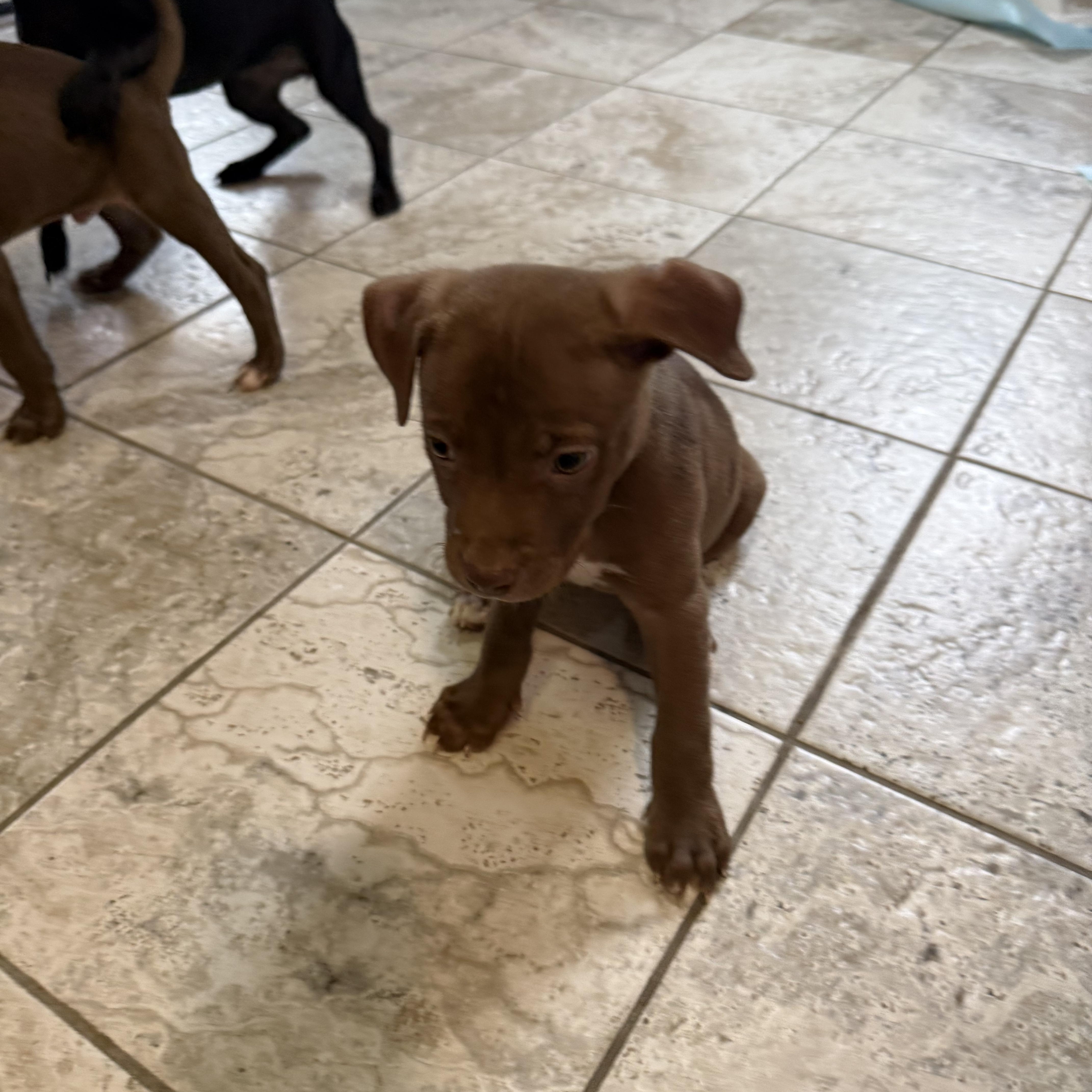 Enlarge Ichabod, a Adoptable mixed breed in Kentwood, MI image 3/5
