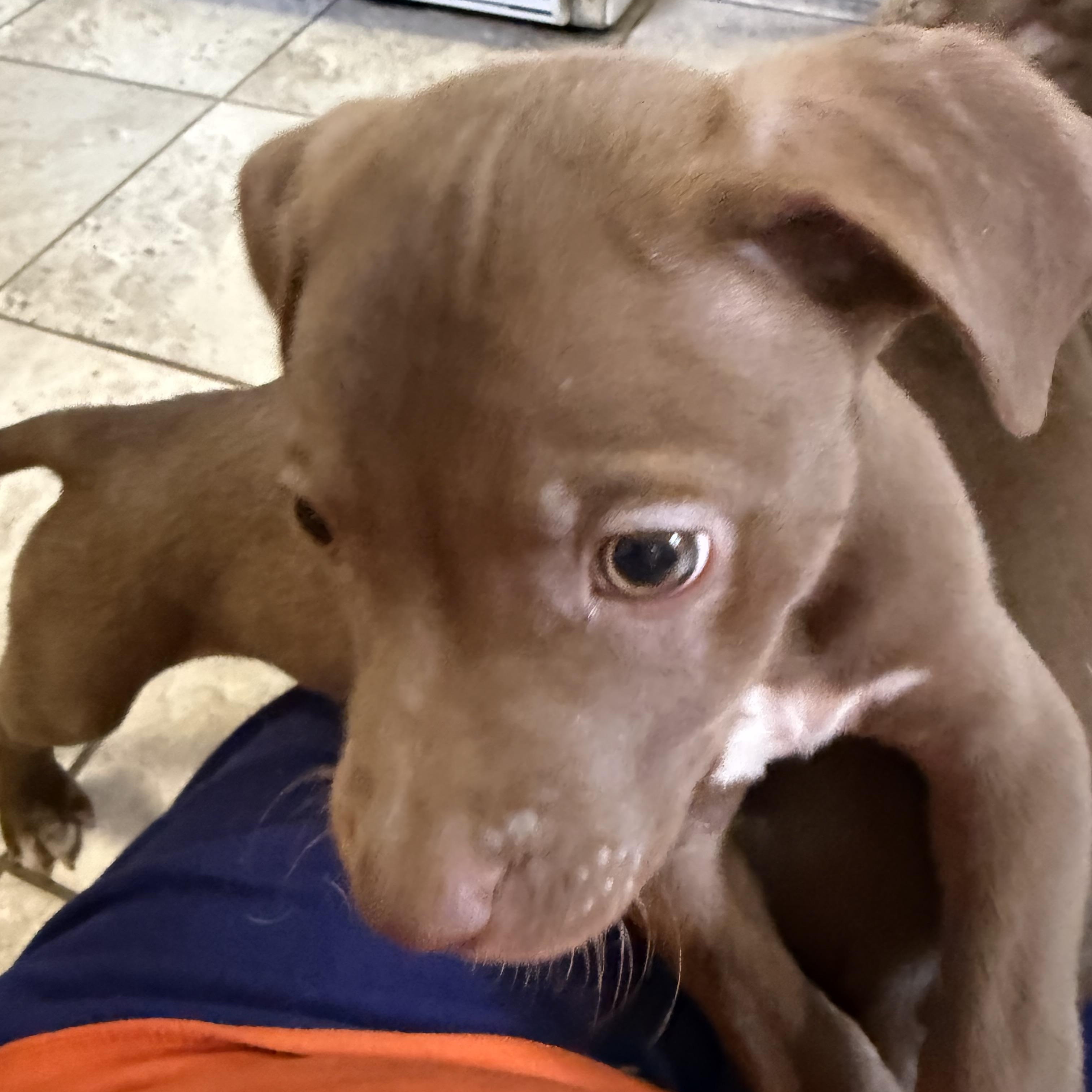 Enlarge Ichabod, a Adoptable mixed breed in Kentwood, MI image 4/5