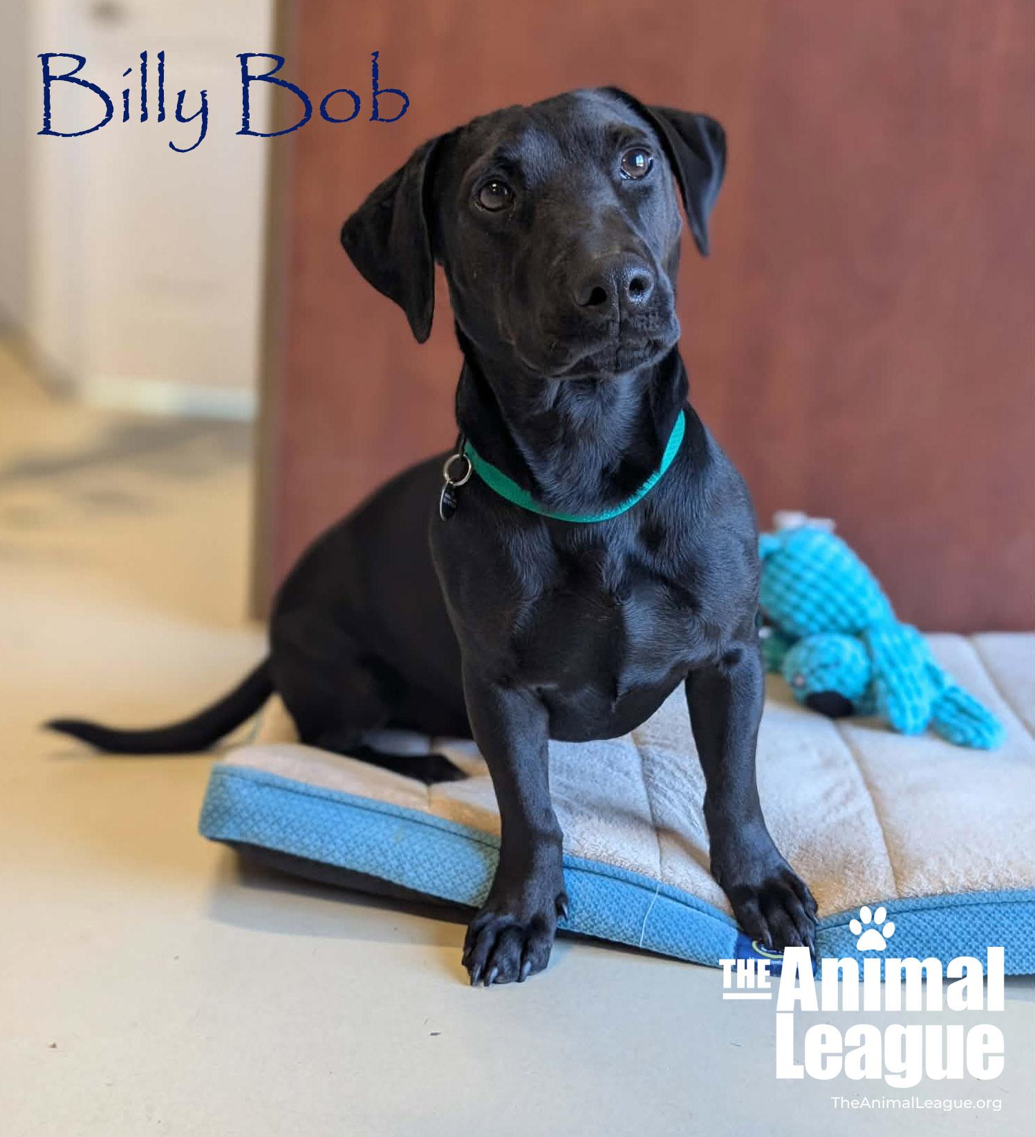 Enlarge Billy Bob, an adopted mixed breed in Clermont, FL image 4/6