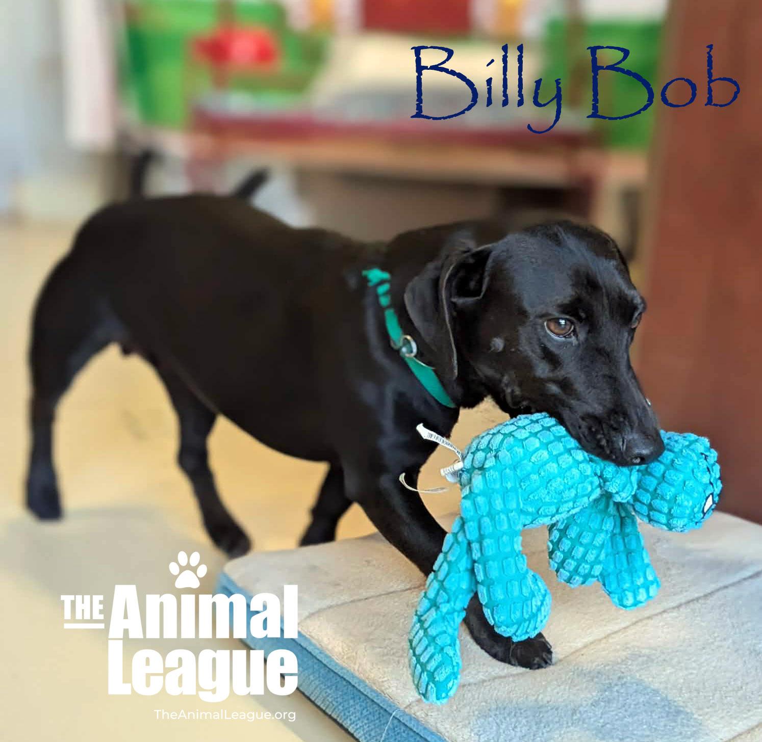 Enlarge Billy Bob, an adopted mixed breed in Clermont, FL image 3/6