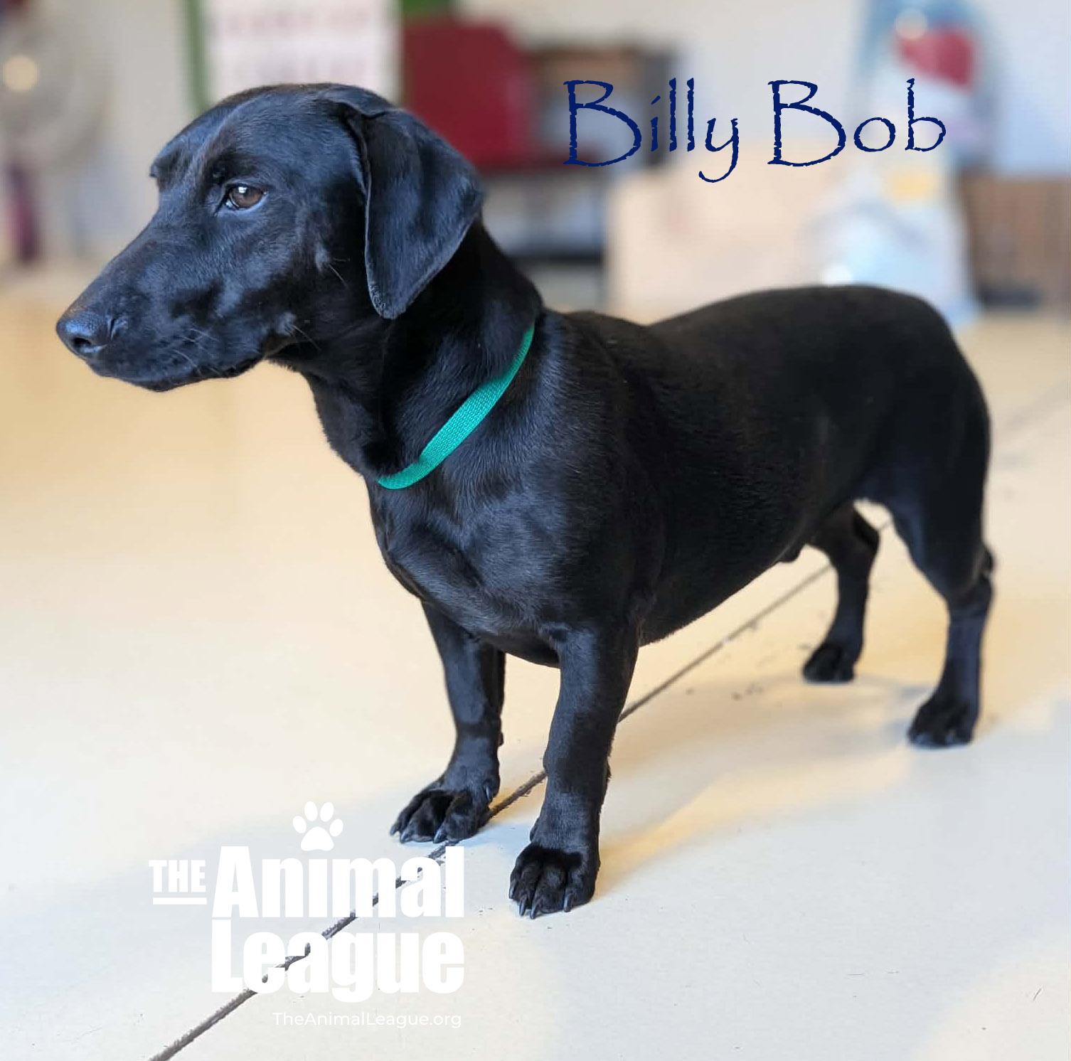 Billy Bob, adopted, Adult Male Dachshund & Labrador Retriever.