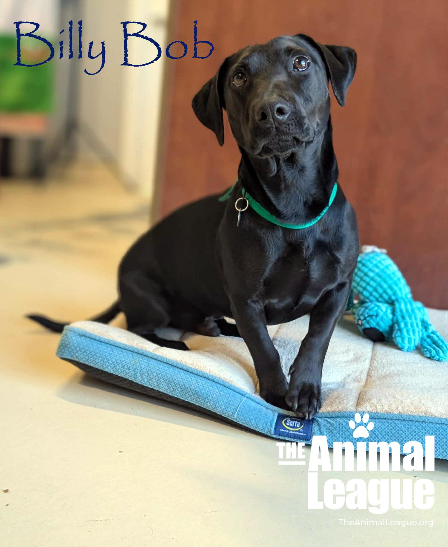 Enlarge Billy Bob, an adopted mixed breed in Clermont, FL image 6/6