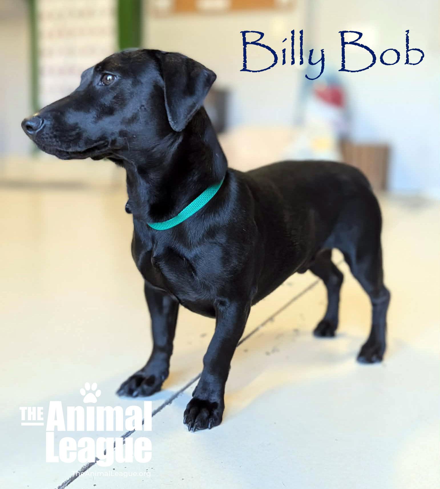 Enlarge Billy Bob, an adopted mixed breed in Clermont, FL image 5/6